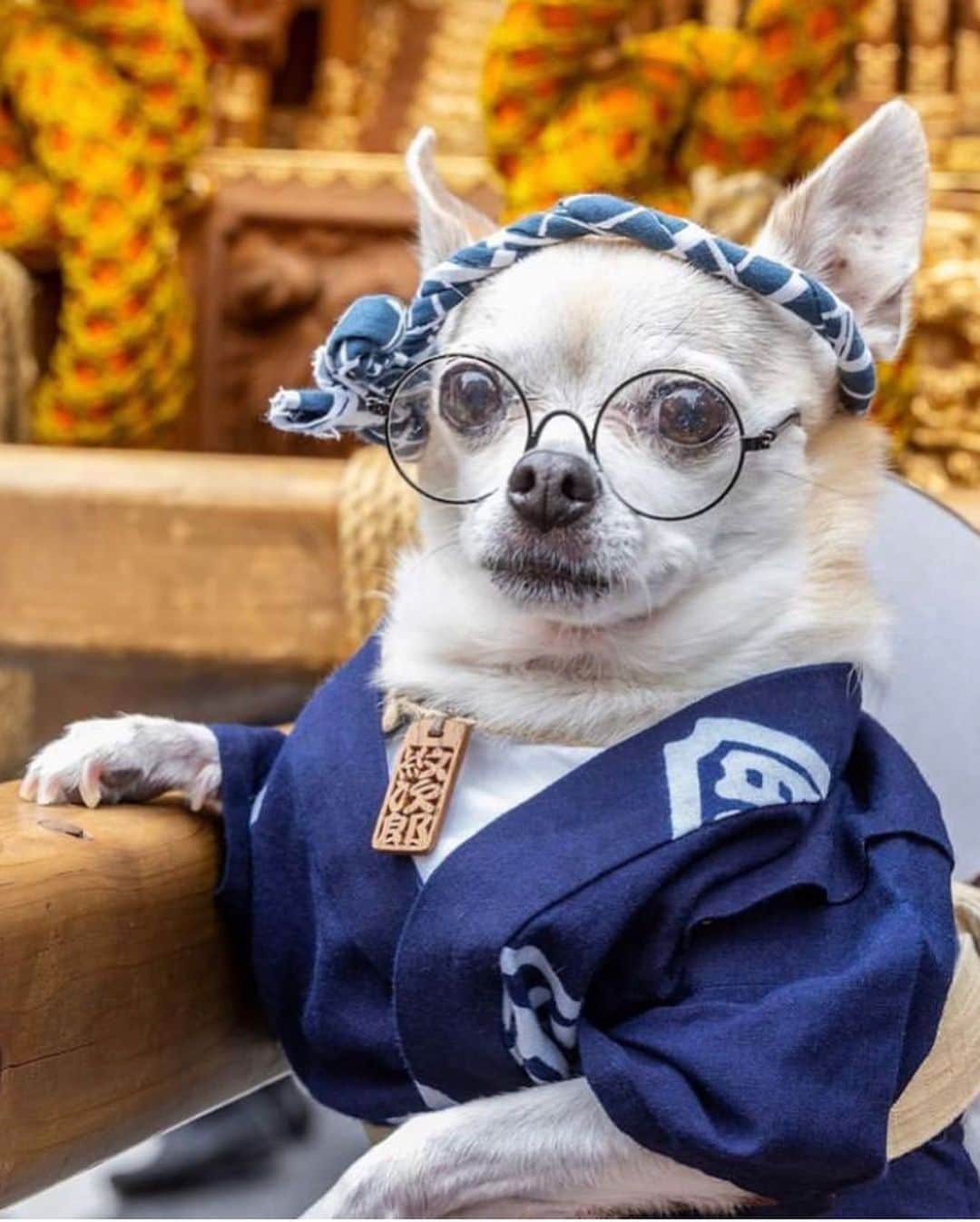 紋次郎さんのインスタグラム写真 - (紋次郎Instagram)「神田祭 Photo @jimmy.cohrssen  4年ぶりの神田祭賑わっておりました！ 今週末の三社祭もすごいことになりそうだ😊 そして、jimmyさん、いつも素敵な写真をありがとう！ #dog#dogstagram#instadog#chihuahua#barkbox#mydogiscutest#buzzfeed#dog_features#fluffypack#barkpack#dogsofinstagram#犬#チワワ#手作り#handmade#着物#fashion#紋次郎一家#チーム茶#ふわもこ部#igersjp#peco犬部#dogfashion #whisky#神田祭」5月16日 6時54分 - montjiro