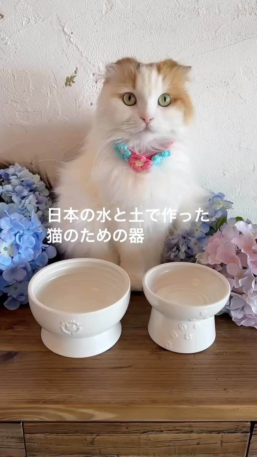 猫壱（ねこいち•ネコイチ）のインスタグラム：「CMのような動画🥺❤︎ 白は少しだけマットな質感🐾優しい乳白色が上品です🥺❤︎  @yayoi89 さん お写真をありがとうございました😊 お写真の商品は日本製　ハッピーダイニング食器でした🐈  :::::::::猫壱 :::::::   猫壱商品を使ってくれている写真や動画に【猫壱写真館】のハッシュタグをつけてポストしてください✨  猫壱SNSなどでリポスト・紹介されるかも？！  猫壱HPにも掲載されるチャンスも🥺  ぜひ皆さんハッシュタグをつけてポストしてくださいね🥺    @necoichicojp のハイライトから応募要項をチェックして是非ご応募くださいね❤   Reproduction is  prohibited.  ...........................................................................  #猫壱写真館  #猫壱 #necoichi #猫好きさんとつながりたい  ...........................................................................」