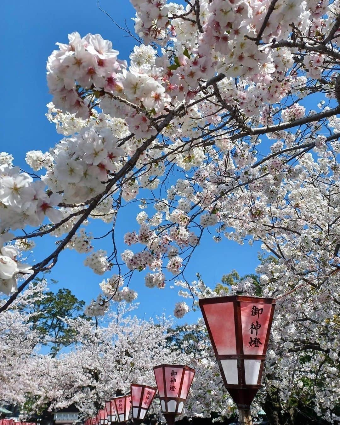 小川理子のインスタグラム：「昨日は母の日🌹  お母さんの今年の誕生日（3/31-4/1）静岡旅行写真、 この機会にアップ♡桜きれいでしょ🌸  三嶋大社→福太郎餅とお茶→無添加イタリアン「アルベロ」→三島おさんぽ→静岡の駿府公園→静岡浅間神社  私が前職で静岡担当だったから、三島駅や静岡駅にたびたび行ってて、、今回仕事終わりに小田原でごはん、三島泊で静岡駅へ。私が好きな場所まわって来たんだ🥰 （伊東は冬に行って来たから、また近々♡）  静岡の桜まつり、静岡まつりは初めてで、 大御所（徳川家康）の花見行列は興奮した✨ むかし家康が家臣を連れて駿府をお花見していたところから、はじまったんだって！ 家康と桃も歴史があって、🍑は飲まないわけには行かないでしょ‼︎  結局、終電で帰宅して、一泊二日じゃ全然時間が足りないねーってお母さんと話してたよ。静岡おでん食べれなかったし。。  母の日は🎁をしたけど、昨日時間が合わなかったから母の日のご飯は、またどこかお出かけにします♡  #三嶋大社 #三嶋大社の桜 #福太郎餅 #無添加イタリアンアルベロ #三島 #三島観光 #静岡観光 #静岡旅行 #駿府城公園 #静岡浅間神社 #静岡浅間通り商店街 #蛇口ももジュース #ちびまる子ちゃんマンホール #shizuokatrip #japanesesakura #mishima #happymothersday❤️ #birthdaytrip2023」