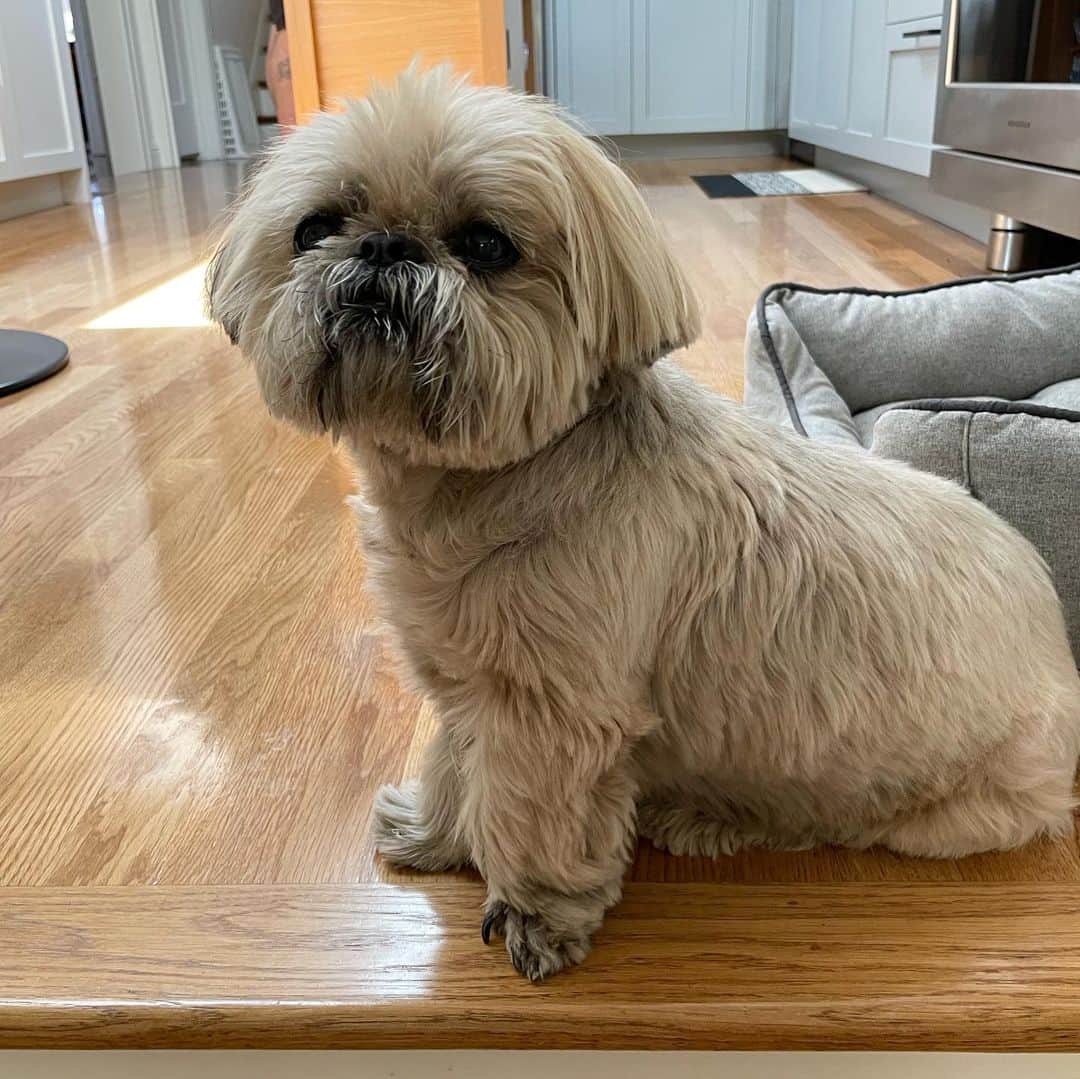 Dougie the Shih Tzuのインスタグラム：「Velociraptor.」