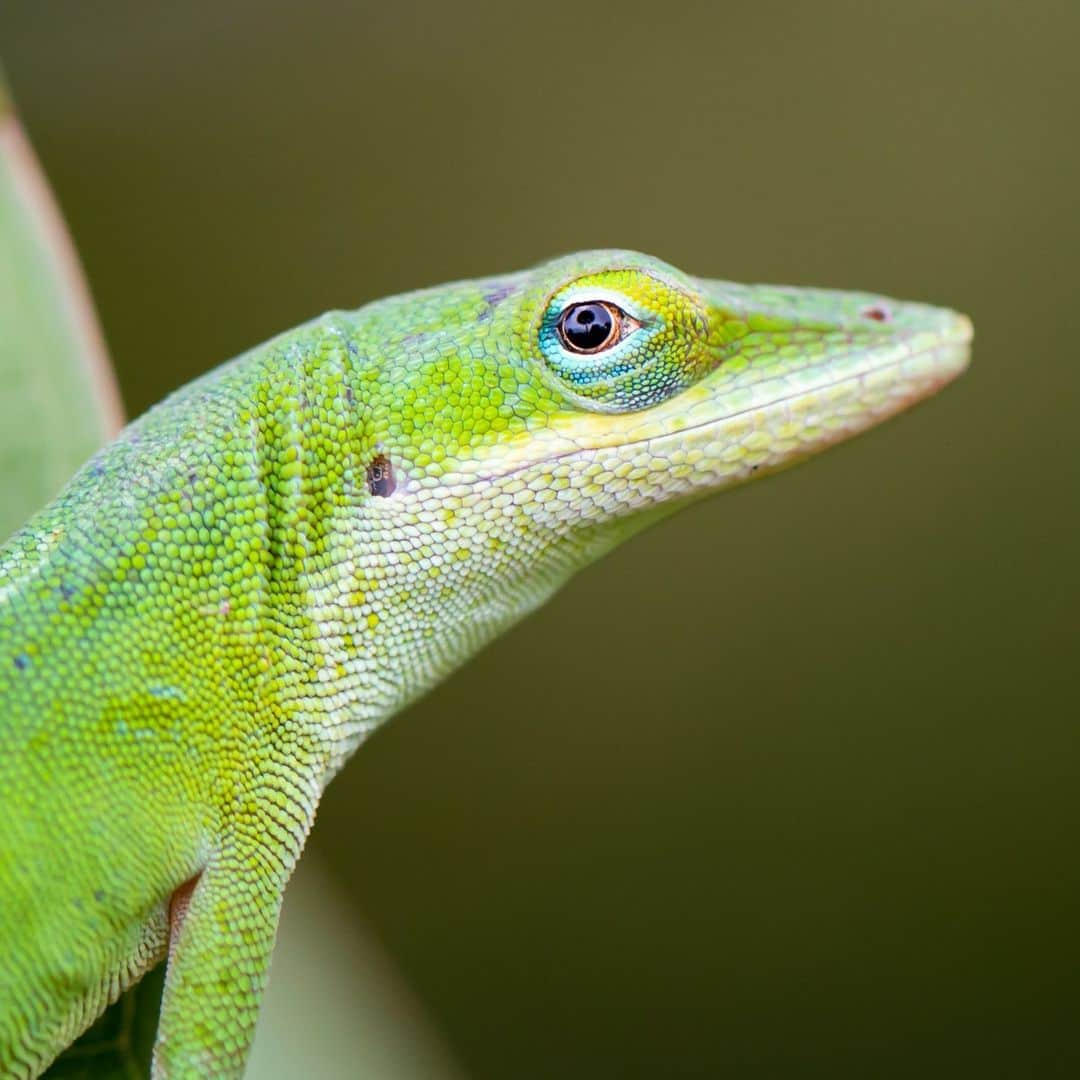 Canon UKさんのインスタグラム写真 - (Canon UKInstagram)「This little guy didn't seem to mind @Shahinaz_photography getting up close as it explored the leaves amongst a frangipani tree in Florida.   Did you know green anoles have the ability to change colour and that they're considered by some to be the smartest of all reptiles?  📷 by @Shahinaz_photography  Camera: EOS 70D Lens: EF 100mm f/2.8L Macro IS USM Shutter Speed: 1/250, Aperture: f/3,5, ISO 350  #canonuk #mycanon #canon_photography #liveforthestory」5月15日 23時30分 - canonuk