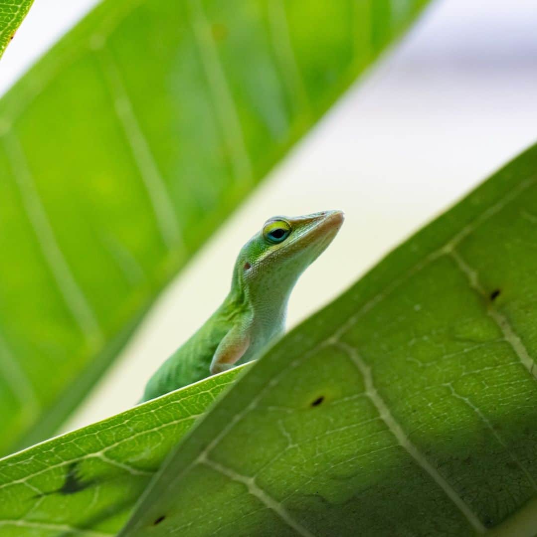 Canon UKさんのインスタグラム写真 - (Canon UKInstagram)「This little guy didn't seem to mind @Shahinaz_photography getting up close as it explored the leaves amongst a frangipani tree in Florida.   Did you know green anoles have the ability to change colour and that they're considered by some to be the smartest of all reptiles?  📷 by @Shahinaz_photography  Camera: EOS 70D Lens: EF 100mm f/2.8L Macro IS USM Shutter Speed: 1/250, Aperture: f/3,5, ISO 350  #canonuk #mycanon #canon_photography #liveforthestory」5月15日 23時30分 - canonuk