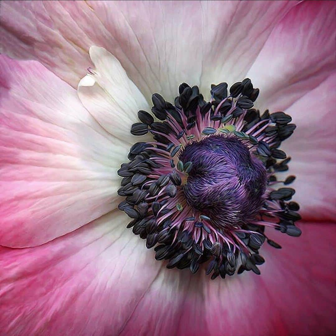 アダムさんのインスタグラム写真 - (アダムInstagram)「Spring Anemone courtesy of @katescottstudio」5月16日 0時56分 - adamlippes