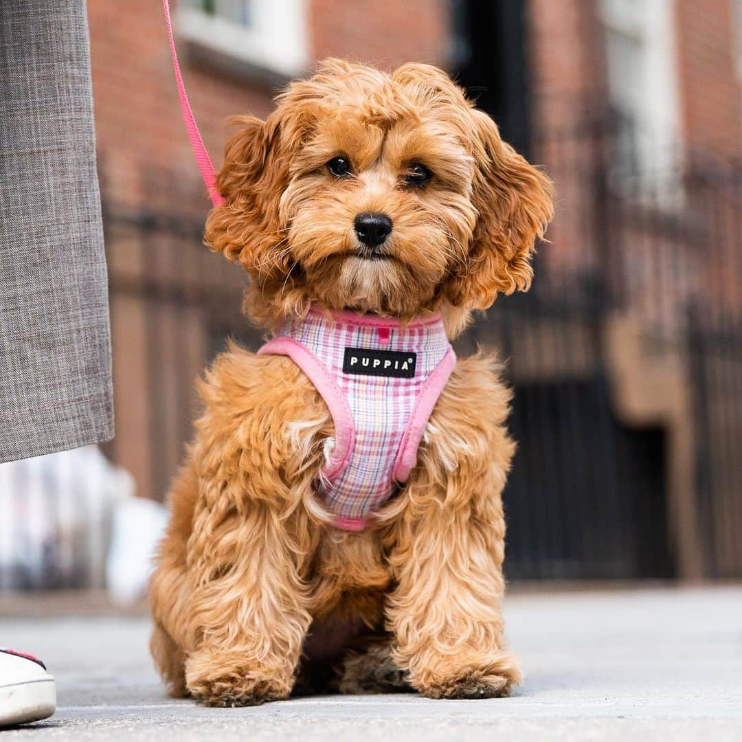 The Dogistさんのインスタグラム写真 - (The DogistInstagram)「Winnie, Cockapoo (14 w/o), Hudson & Grove St., New York, NY • “She’s clingy – she does not enjoy alone time. She barks when she doesn’t see people. She’s in dog training – she’s learning how to stay in her bed and crate. We’ve made more friends on the streets of NYC in a few weeks than we have in a decade.” @winniethepooh_nyc」5月16日 1時19分 - thedogist