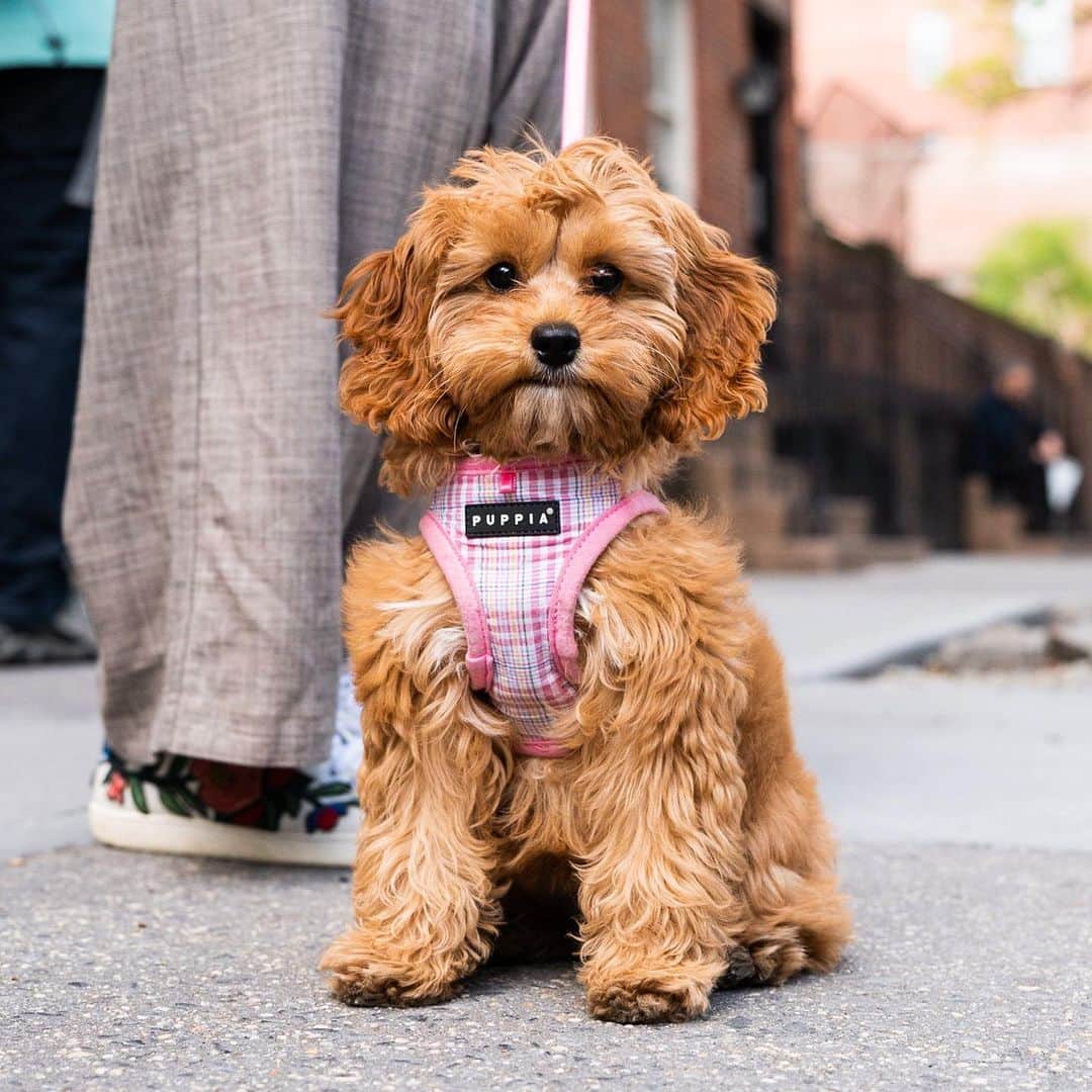The Dogistさんのインスタグラム写真 - (The DogistInstagram)「Winnie, Cockapoo (14 w/o), Hudson & Grove St., New York, NY • “She’s clingy – she does not enjoy alone time. She barks when she doesn’t see people. She’s in dog training – she’s learning how to stay in her bed and crate. We’ve made more friends on the streets of NYC in a few weeks than we have in a decade.” @winniethepooh_nyc」5月16日 1時19分 - thedogist