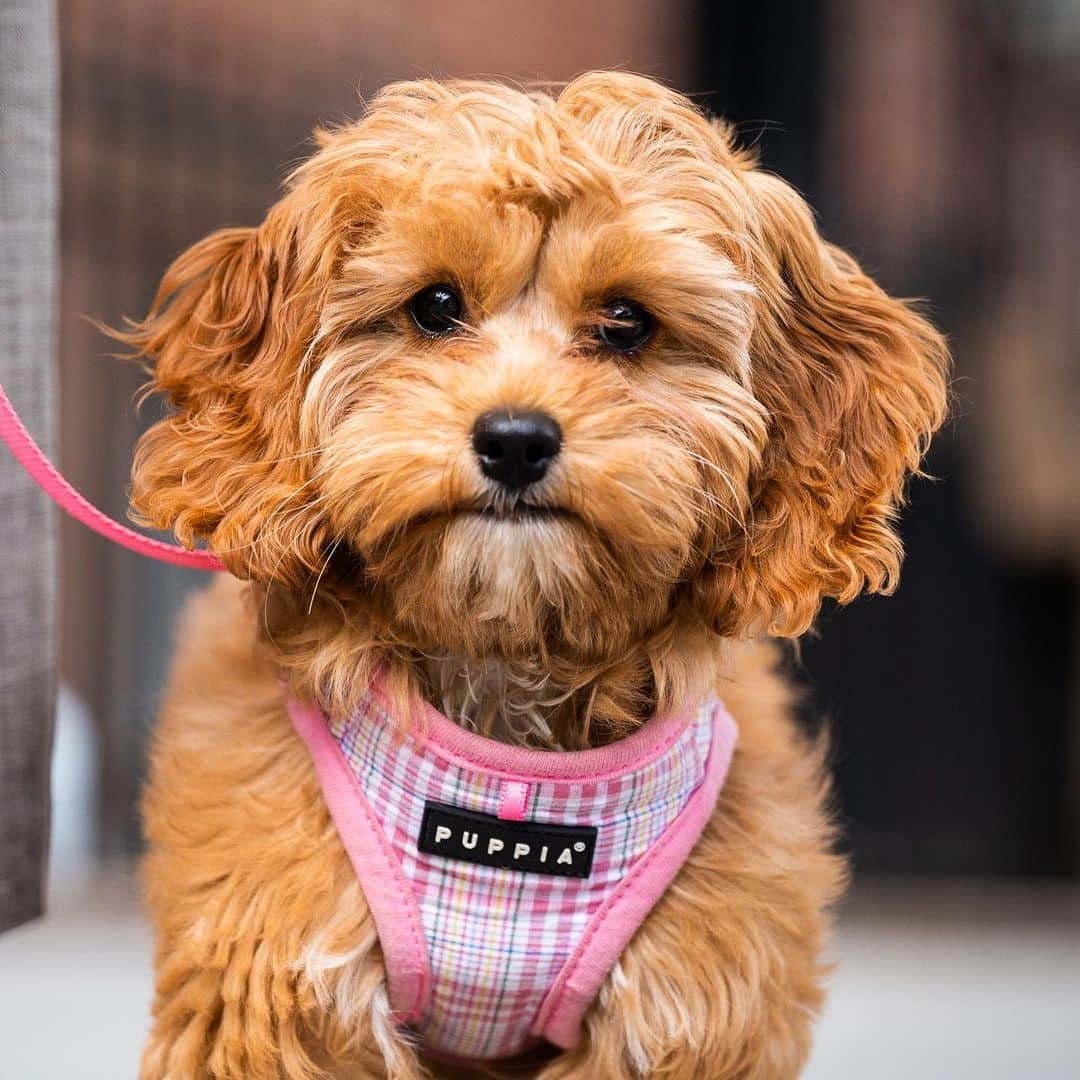 The Dogistさんのインスタグラム写真 - (The DogistInstagram)「Winnie, Cockapoo (14 w/o), Hudson & Grove St., New York, NY • “She’s clingy – she does not enjoy alone time. She barks when she doesn’t see people. She’s in dog training – she’s learning how to stay in her bed and crate. We’ve made more friends on the streets of NYC in a few weeks than we have in a decade.” @winniethepooh_nyc」5月16日 1時19分 - thedogist