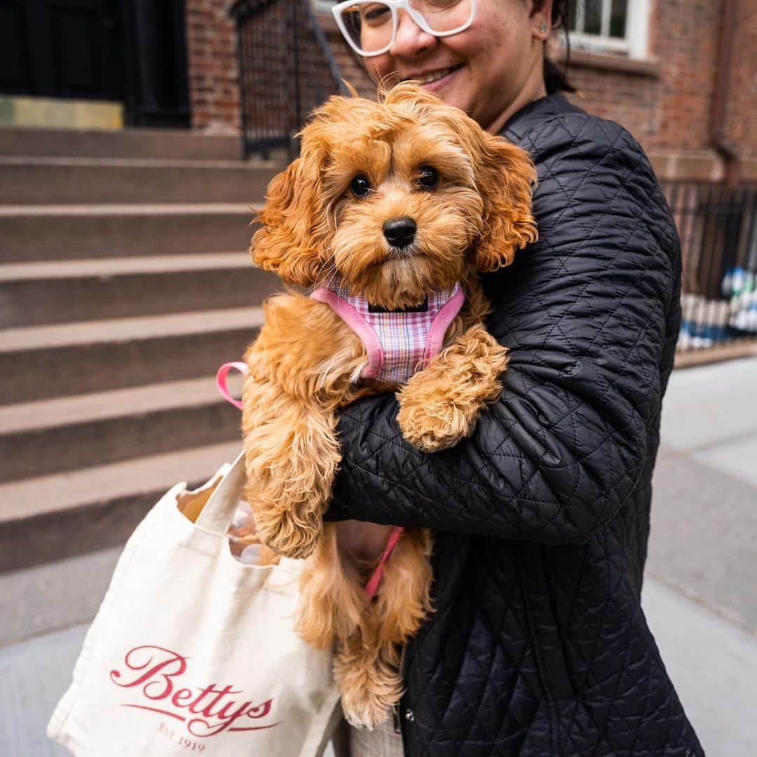 The Dogistさんのインスタグラム写真 - (The DogistInstagram)「Winnie, Cockapoo (14 w/o), Hudson & Grove St., New York, NY • “She’s clingy – she does not enjoy alone time. She barks when she doesn’t see people. She’s in dog training – she’s learning how to stay in her bed and crate. We’ve made more friends on the streets of NYC in a few weeks than we have in a decade.” @winniethepooh_nyc」5月16日 1時19分 - thedogist