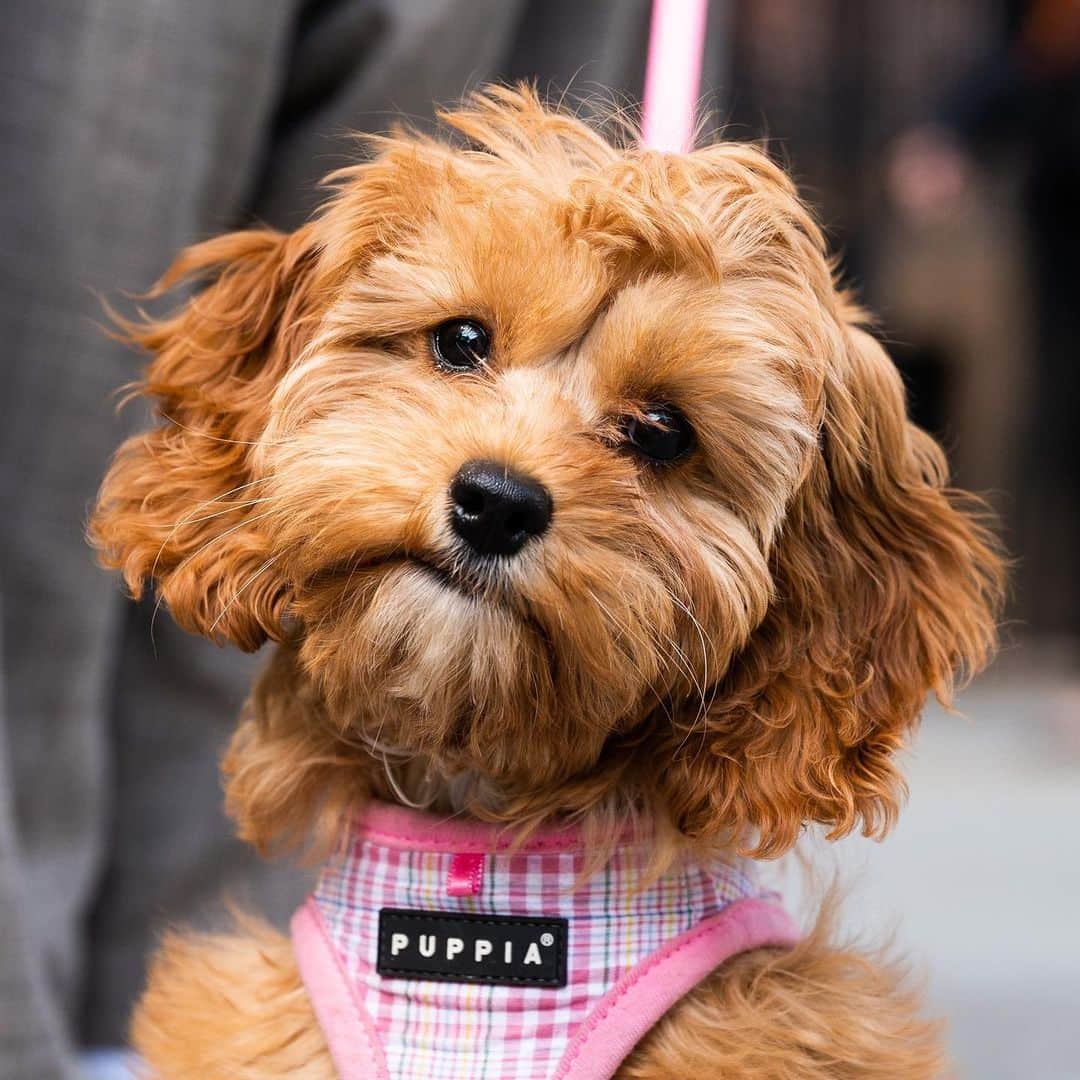 The Dogistさんのインスタグラム写真 - (The DogistInstagram)「Winnie, Cockapoo (14 w/o), Hudson & Grove St., New York, NY • “She’s clingy – she does not enjoy alone time. She barks when she doesn’t see people. She’s in dog training – she’s learning how to stay in her bed and crate. We’ve made more friends on the streets of NYC in a few weeks than we have in a decade.” @winniethepooh_nyc」5月16日 1時19分 - thedogist