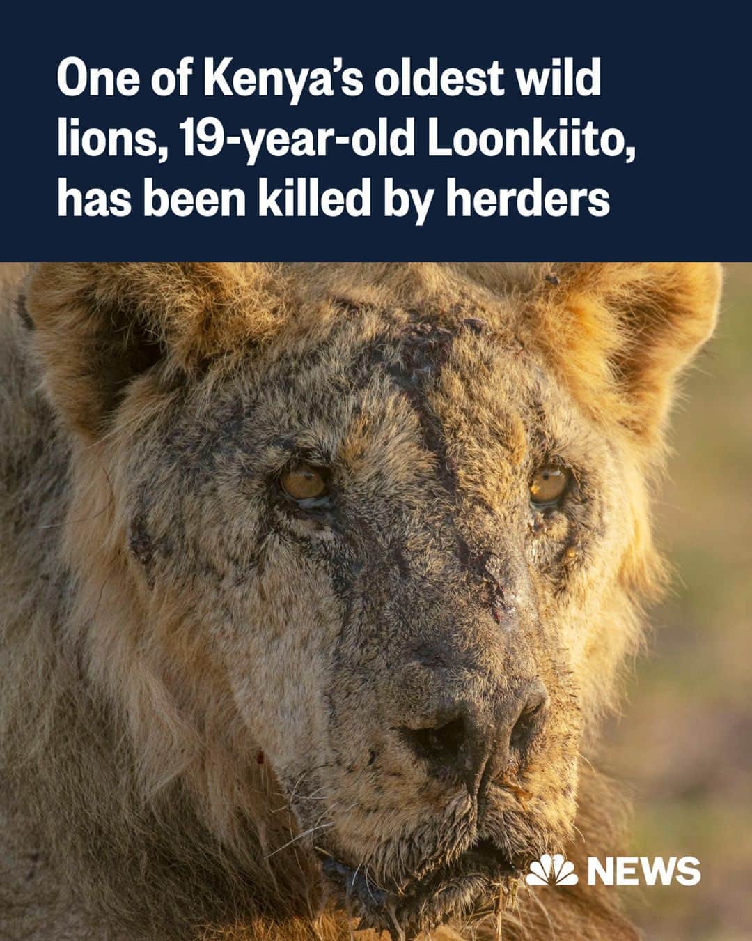 NBC Newsさんのインスタグラム写真 - (NBC NewsInstagram)「One of Kenya’s oldest wild lions was killed by herders and the government has expressed concern as six more lions were speared at another village on Saturday, bringing to 10 the number killed last week alone.  The escalated human-wildlife conflict has worried the government.  Read more at the link in bio.  📷️ Philip J. Briggs / @apnews」5月16日 2時03分 - nbcnews