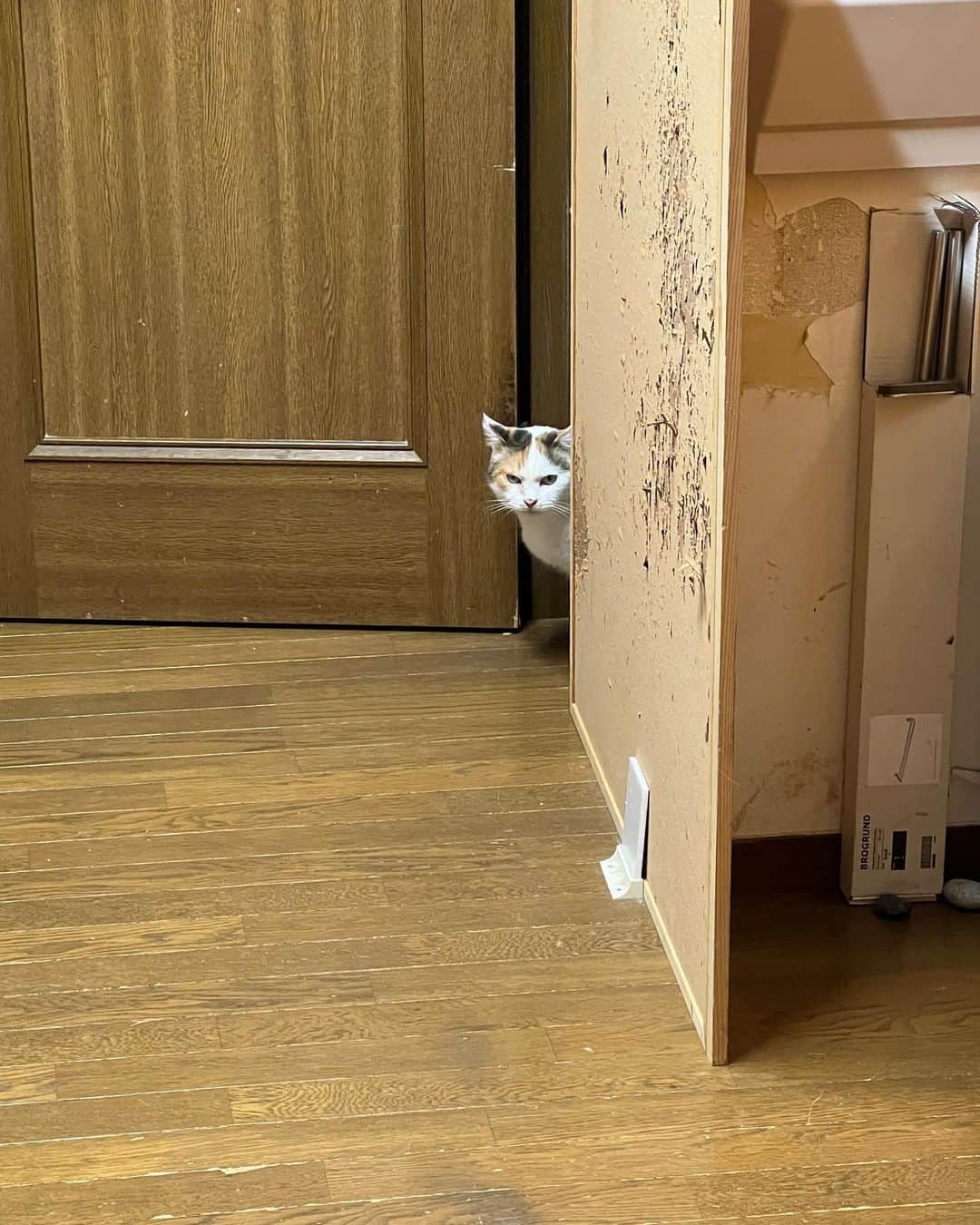 Kachimo Yoshimatsuのインスタグラム：「おいでよ〜｡  #うちの猫ら #猫 #mikeko #ねこ #ニャンスタグラム #にゃんすたぐらむ #ねこのきもち #cat #ネコ #catstagram #ネコ部 http://kachimo.exblog.jp」