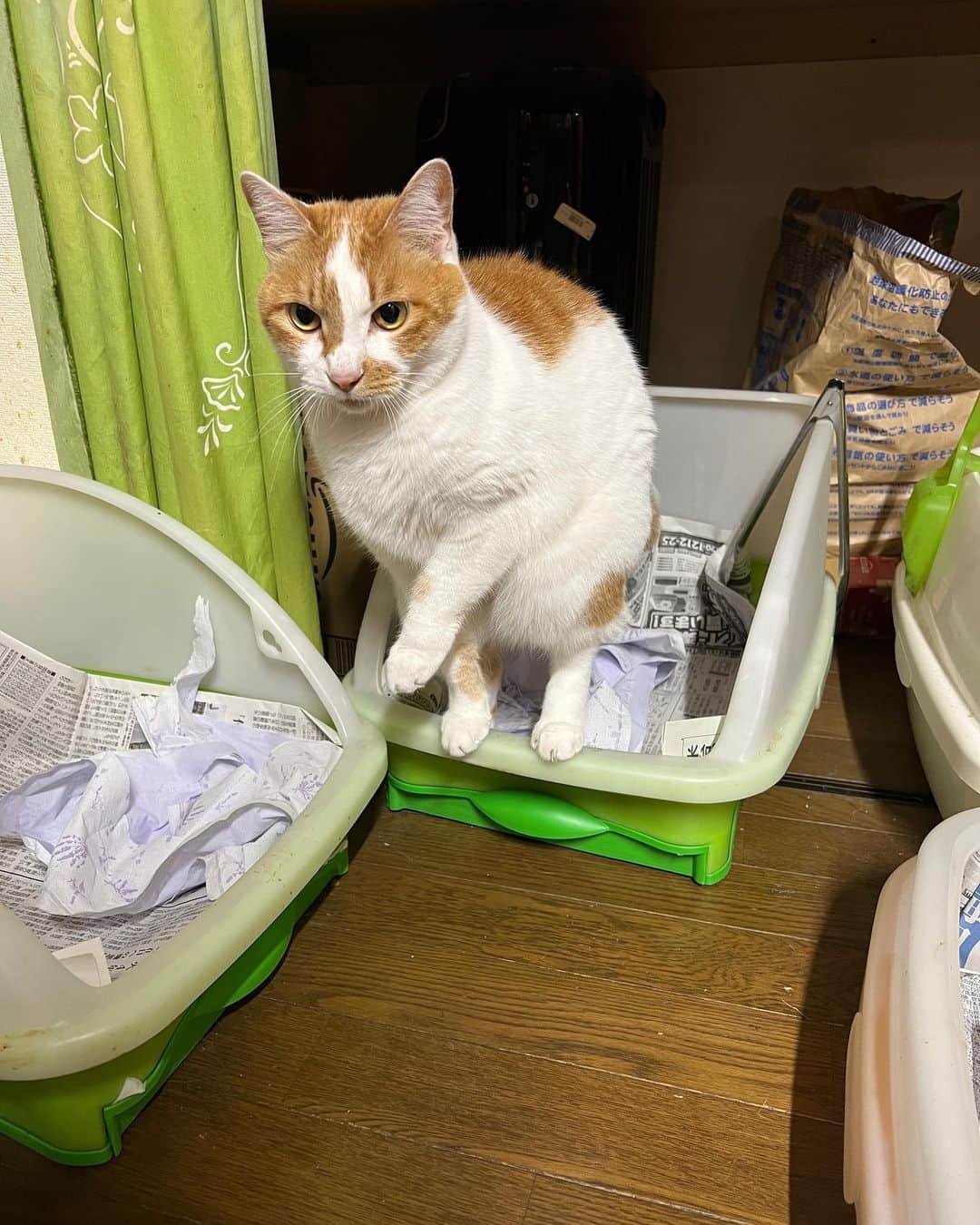 Kachimo Yoshimatsuのインスタグラム：「なぜかウンチの時は手を挙げる。 #うちの猫ら #猫 #ねこ #oinari #ニャンスタグラム #にゃんすたぐらむ #ねこのきもち #cat #ネコ #catstagram #ネコ部 http://kachimo.exblog.jp」