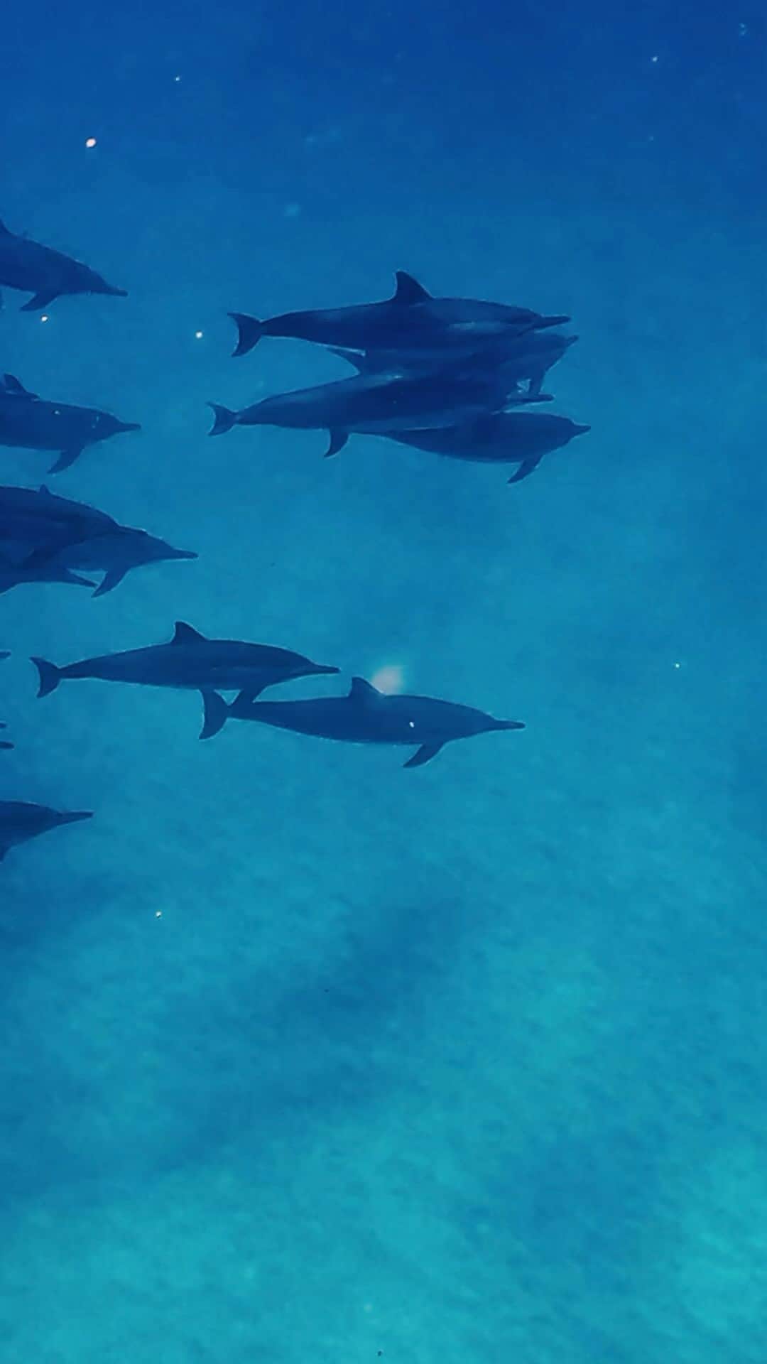 And Youのインスタグラム：「This beautiful spinner dolphin is an example of the power and freedom of nature! Witnessing it break away from its pod and swim to the surface fills us with awe and admiration. 🐬 🐋 🐬  #ParadiseOnEarth #HawaiiVibes #ExploreHawaii #DolphinsOfHawaii #DolphinLove #SpinnerDolphin #MagicalMoments #HawaiiLife #DolphinSanctuary #GracefulDolphins #BlueHeaven #HawaiiIslandVibes #OceanBlessings #HawaiiIslandLife #dolphinsandyou #oahutours #luckywelivehawaii」