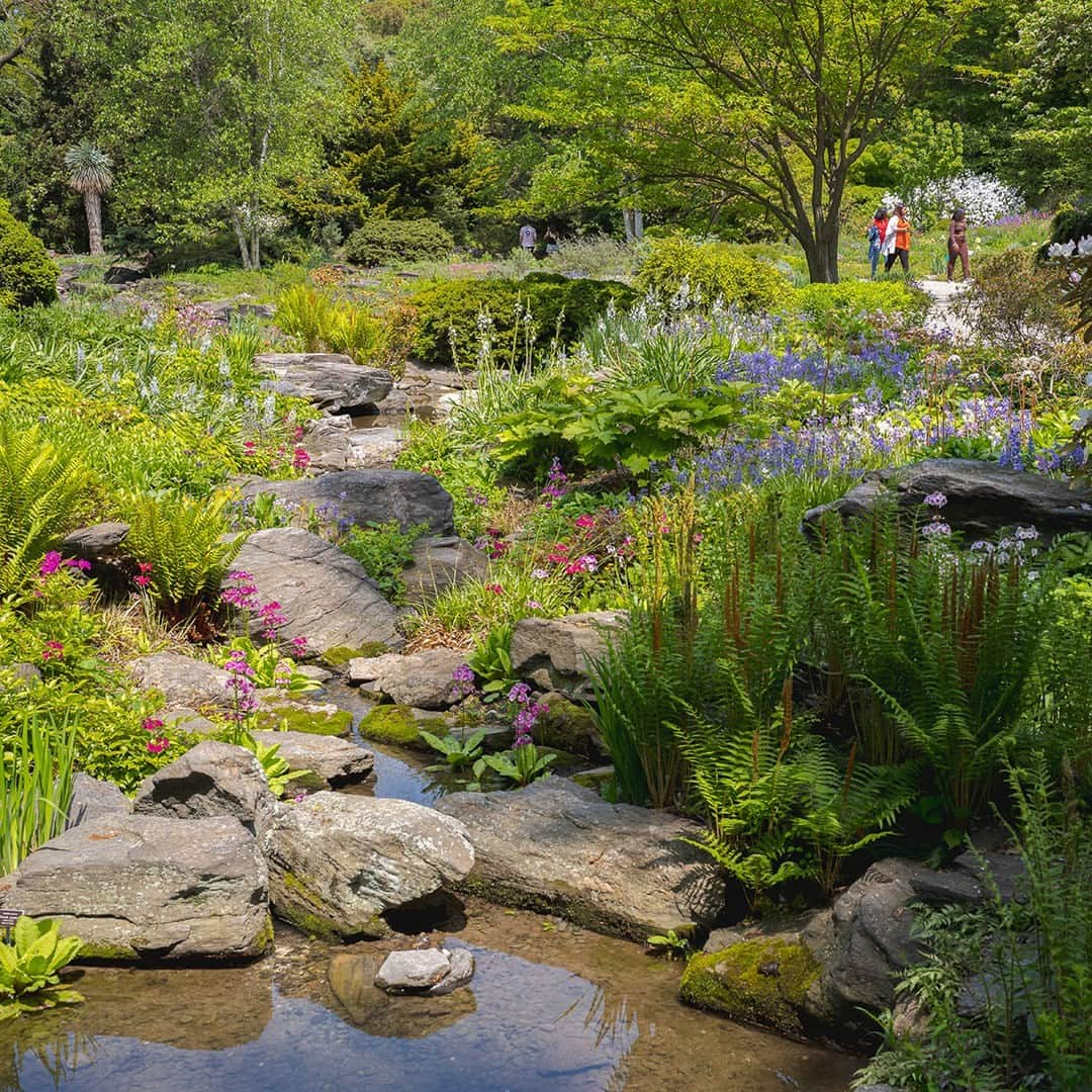 ニューヨーク植物園のインスタグラム：「If you haven’t visited the Rock Garden in a while, you’re missing out on the year’s best showing of jewel-like alpine plants in flower. 🌼🐝🍃  This secluded collection tucked behind the Native Plant Garden offers a cloistered space of peace and quiet filled with small, delicate flowers that bring big color in spring, inviting you to take a seat, breathe deep, and connect with nature for a while. And the gentle, rushing water of the Rock Garden’s Cascade only adds to the good vibes.  Be sure and make a stop while the plants are celebrating the warm weather!  #plantlove」