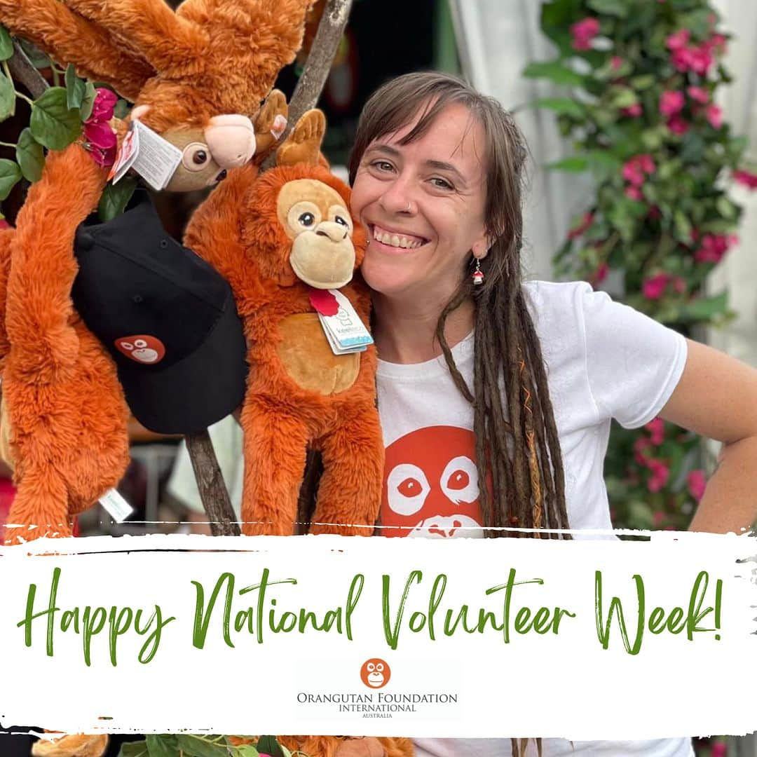 OFI Australiaさんのインスタグラム写真 - (OFI AustraliaInstagram)「Happy National Volunteer Week!  Thank you to all of our wonderful volunteers who work behind the scenes to support our vital work saving orangutans and their rainforest home. To our Board members, market stall holders, fundraisers, supporters and everyone who lends us a hand - thank you for your commitment, time and energy. We simply couldn't do it all without you! Your love makes the difference!  #NVW2023 #TheChangeMakers #saveorangutans #NationalVolunteersWeek」5月16日 5時00分 - ofi_australia