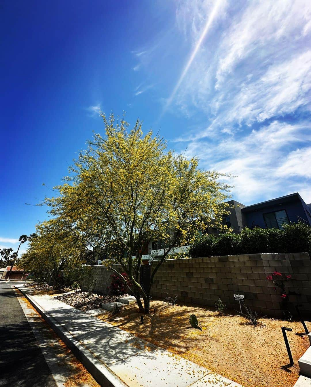 カリフォルニアスタイルのインスタグラム：「Palm Springsの街並みを彩るPalo Verde Treeも満開。グリーンの幹にイエローの花がカワイイ❗️  #california #californiastyle #カリフォルニア工務店 #カリフォルニア」