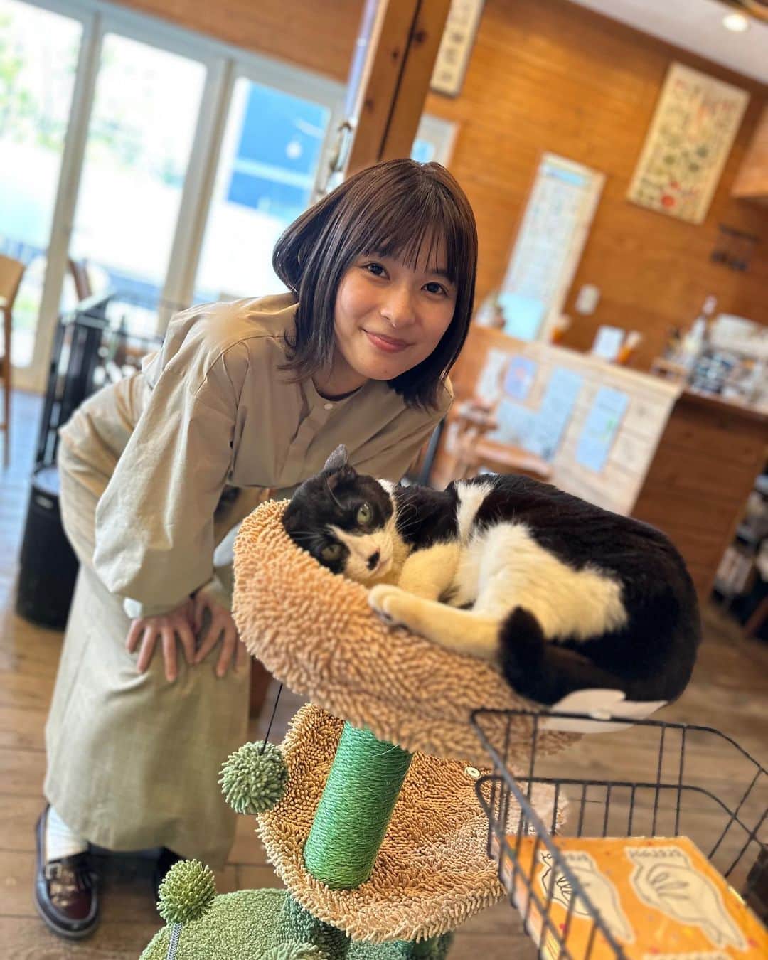 のインスタグラム：「. ＼#それパク 第6話は明日よる10時／  それパク現場の人気者『リリイ🐈』と 亜季(#芳根京子)  撮影中もこんなにお利口な 猫ちゃんいるの！？ というくらい静かで可愛くて😊  しかもちゃんと本番になるとお芝居をして カットがかかると動く！ など…言葉がわかるの！？ なんてスタッフも驚いています👀  第6話でもリリイの可愛い様子が見られます！ 最後までぜひお見逃しなく！！  #それってパクリじゃないですか？ #重岡大毅 #第6話は5月17日水曜よる10時」