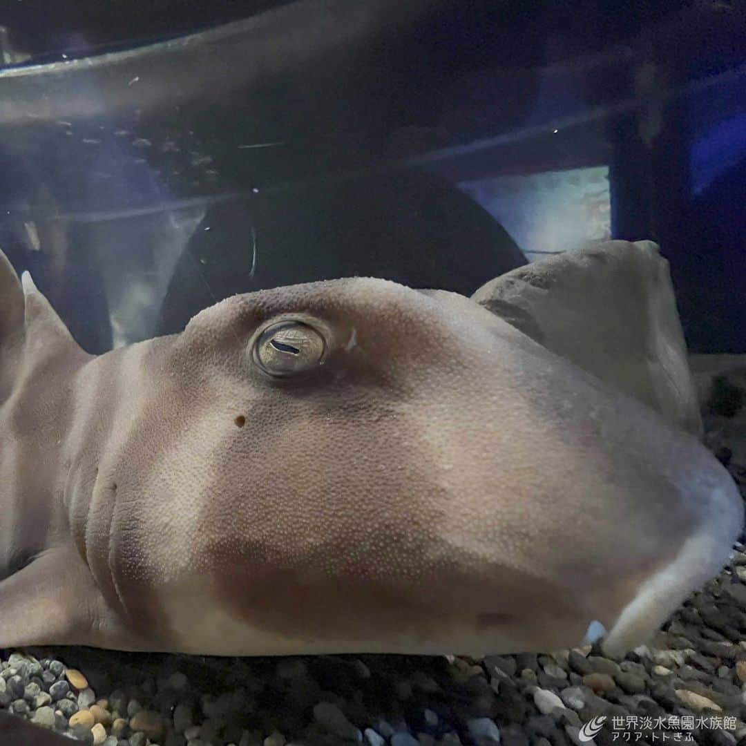 世界淡水魚園水族館 アクア・トト ぎふさんのインスタグラム写真 - (世界淡水魚園水族館 アクア・トト ぎふInstagram)「企画展『古代生物がやってきた！～時を超えた生き物たち～』で展示中のネコザメ。  ジュラ紀後期からほとんど姿が変わっていないと言われています。  #アクアトト #水族館 #aquarium #企画展 #KADOKAWA #GET! #角川の集める図鑑 #古代生物がやってきた #古代生物 #恐竜 #オアシスパーク #河川環境楽園」5月16日 15時53分 - aquatotto_gifu