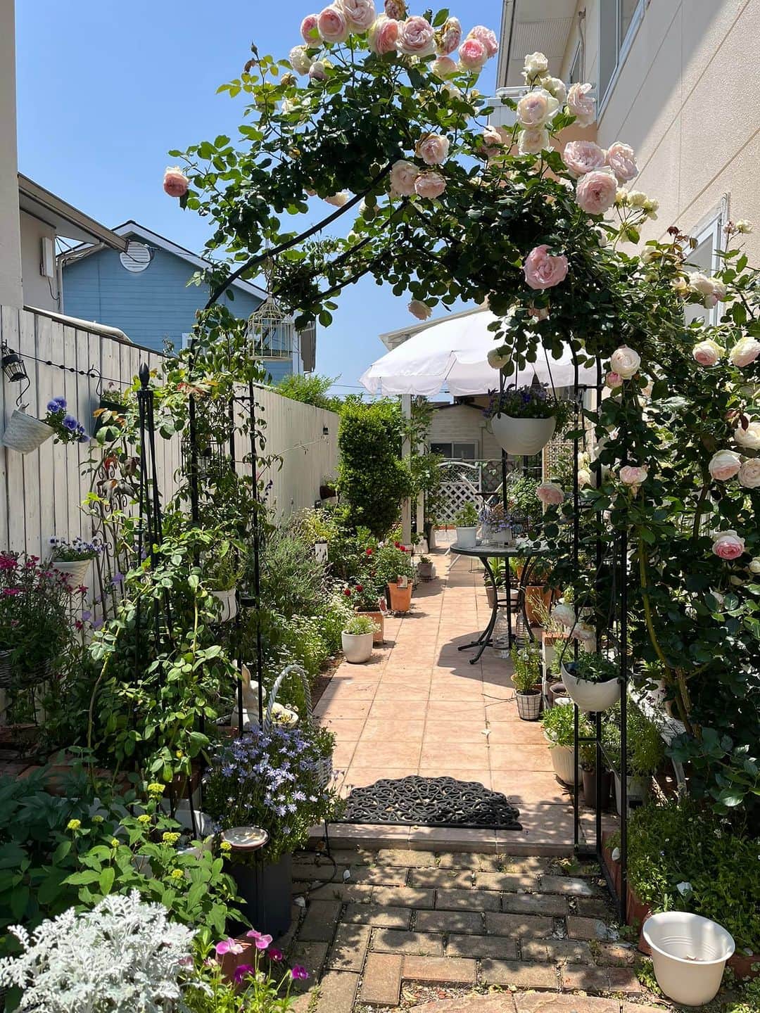 深町健二郎さんのインスタグラム写真 - (深町健二郎Instagram)「大学の薔薇に続き、自宅の薔薇たちも満開です🌹」5月16日 16時00分 - kenjirofukamachi