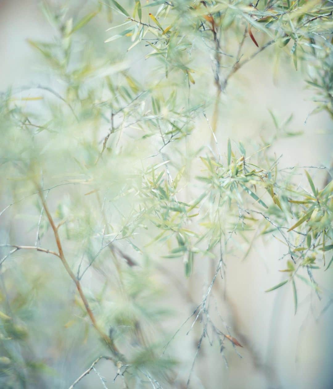 林響太朗のインスタグラム：「#green #travelphotography #fujifilm #gfx50r」