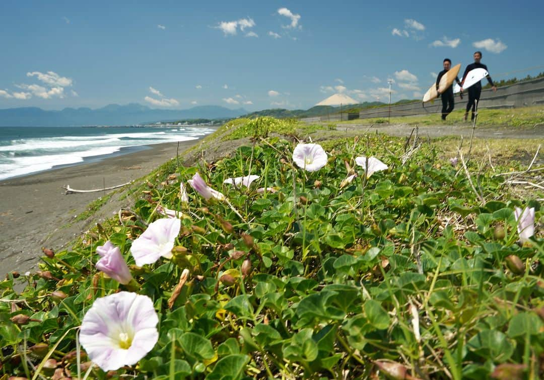 平塚市さんのインスタグラム写真 - (平塚市Instagram)「今日は快晴で海さんぽ日和☀️ 富士山を眺めながら浜辺を歩くと、淡いピンク色のハマヒルガオが咲いていました✨この時期は足元にもぜひご注目ください💡  #手をつなぎたくなる街 #hiratsukagood #hiratsuka　#平塚 #kanagawaphotoclub #湘南 #shonan #季節の花 #季節の花を楽しむ #ハマヒルガオ　#浜昼顔　#はまひるがお #ビーチパーク　#平塚海岸　#湘南ひらつかビーチパーク #はなまっぷ #ザ花部 #花の写真館 #花のある暮らし #best_moments_flora　 #mst_flower #今日もお疲れ様でした #週末の過ごし方 #日々 #暮らし #instagramjapan　#igersjp　#japanphoto」5月16日 16時15分 - hiratsukagood