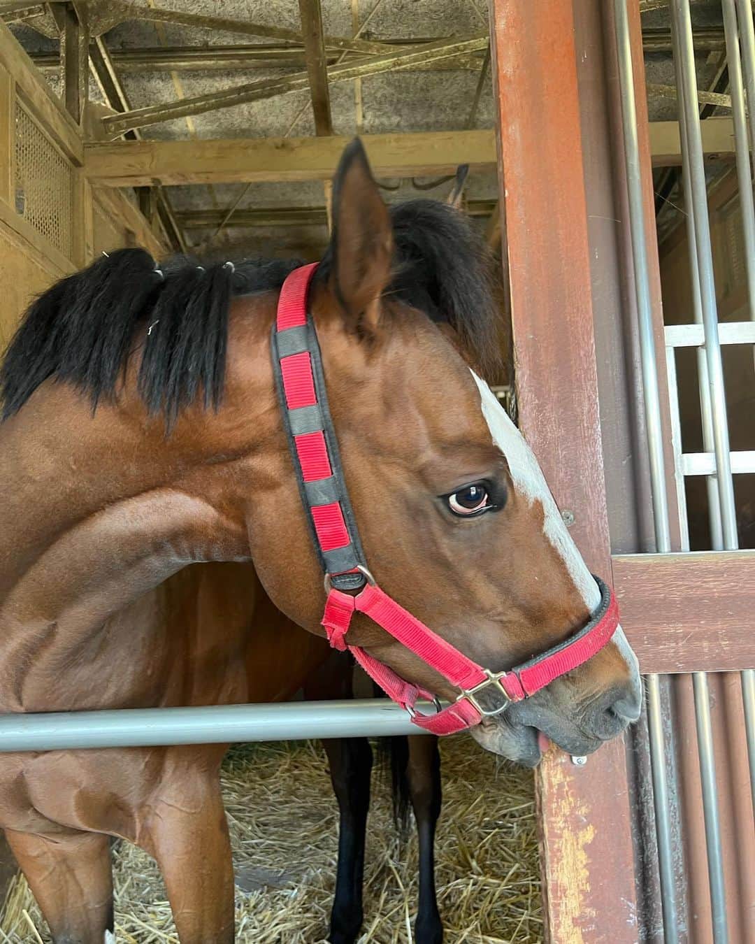 藤田菜七子さんのインスタグラム写真 - (藤田菜七子Instagram)「サンスレッド✌️  ちょんまげみたいな前髪をしてました😂笑 普段の調教から乗せていただくことが多く、この馬と一緒に勝つことが出来て、とっても嬉しかったです。  ありがとうございました😊  #藤田菜七子 #nanakofujita #サンスレッド」5月16日 16時41分 - nanako.fujita_official