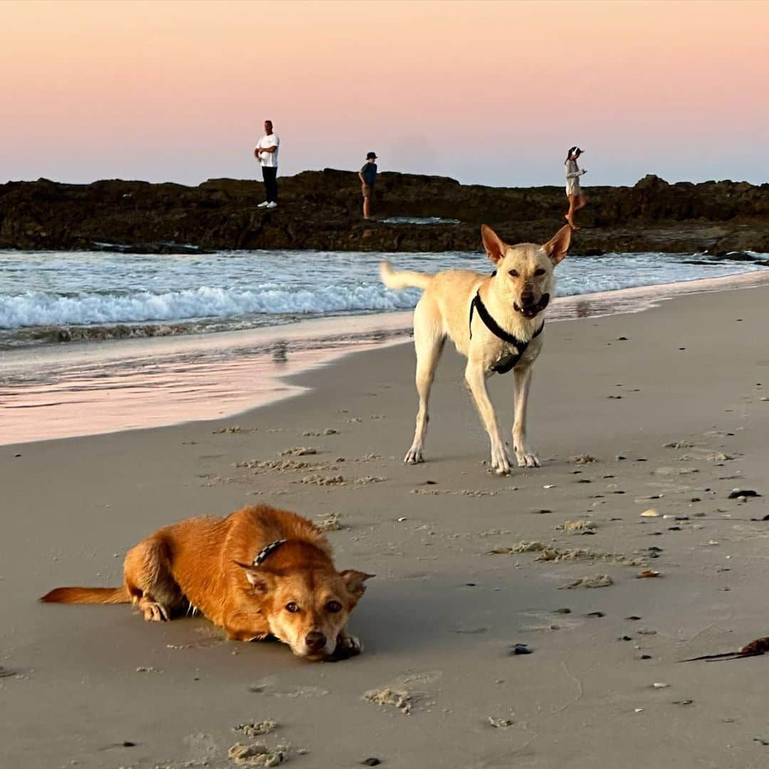 ニッキ・バン ダイクさんのインスタグラム写真 - (ニッキ・バン ダイクInstagram)「The best of friends and times on the GC 💖🏄🏼‍♀️🐶👯‍♂️🧚🏼‍♂️🫶🏼✨」5月16日 16時50分 - nikkivandijk