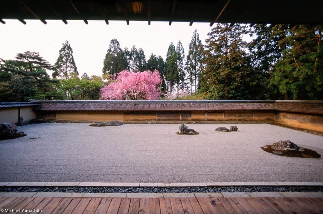 Michael Yamashitaのインスタグラム：「Nothing has changed at Ryoanji, Kyoto’s most famous Zen Temple garden, in the 800 years since it was constructed. Its layout of 15 stones set in white sand stand as they always have for centuries. And their layout still sparks the same questions.  Are they islands in an ocean? Mountains in a sea of clouds? Like a zen puzzle, the garden’s designers have left its meaning up to a viewer’s own imagination. Sand gardens require constant maintenance, so the temple’s monks incorporate its daily raking into their Zen Buddhist practice as a form of spiritual discipline and meditation. It is believed that if total concentration is given to the task, flashes of enlightenment can be achieved. #ryoanji #ryoanjitemple #ryoanjirockgarden #karesansui #kyotogarden」