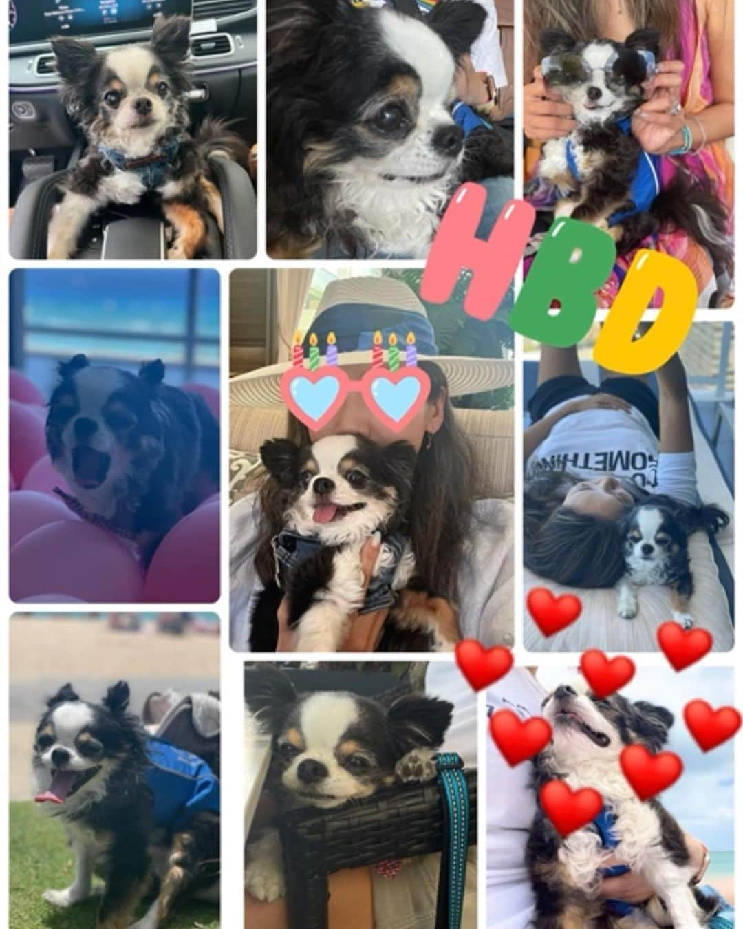 和央ようかさんのインスタグラム写真 - (和央ようかInstagram)「Happy Happy 13th Birthday my dearest baby Dondon in Japan time 🐶🎂🎉  日本時間の今日は、愛しの息子、どんどん🐶の13歳のお誕生日🎂  どんどん🐶おめでとう㊗️🎉  楽しい時も苦しい時もいつも支えてくれてありがとう🐶😊 なかなか一緒に居れない時もあるけど、楽しいこと、もっともっとしようね❤️  LOVE U ❤️Dondon 🐶 U r my HERO 🐶  #takakoworldstylin🌎 #lifestyle #dondon🐶 #どんどん🐶#puppylove #chihuahua #チワワ#happybirthday #yokawao#和央ようか」5月16日 8時58分 - yokawao0215