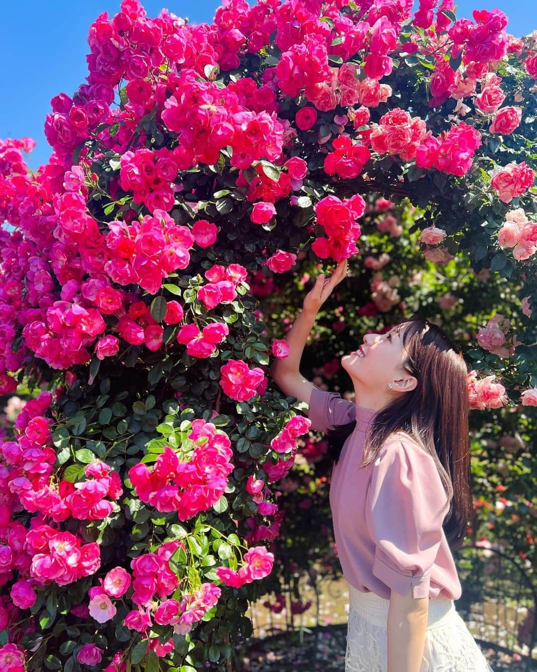 花乃まりあのインスタグラム：「. 今朝は春のバラを生中継📽️  雨上がりの青空に色とりどりのバラの花🌹 どこを見てもため息がでるほど美しくて幸せな朝でした🥹🩷 . #ZIP!#神代植物公園#バラ」