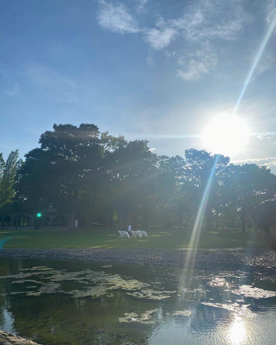Nana Ninomiyaのインスタグラム：「きらっきらの川&広くてつやつやの芝！ 水元公園また行きたいな〜〜⛲️」