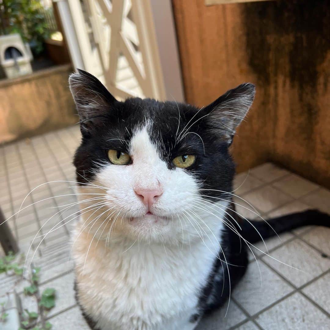 Kachimo Yoshimatsuさんのインスタグラム写真 - (Kachimo YoshimatsuInstagram)「おはようイカスミ Good Morning Ikasumi 今日は良い天気の埼玉県地方です。  #うちの猫ら #猫 #ねこ #ニャンスタグラム #にゃんすたぐらむ #ねこのきもち #ikasumi #cat #ネコ #catstagram #ネコ部 http://kachimo.exblog.jp」5月16日 10時06分 - kachimo