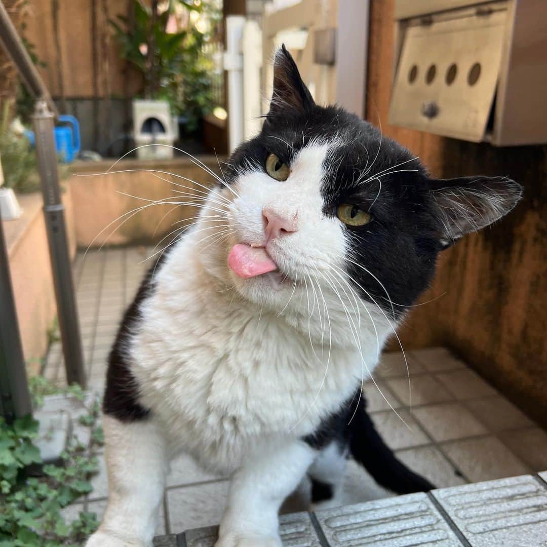 Kachimo Yoshimatsuさんのインスタグラム写真 - (Kachimo YoshimatsuInstagram)「おはようイカスミ Good Morning Ikasumi 今日は良い天気の埼玉県地方です。  #うちの猫ら #猫 #ねこ #ニャンスタグラム #にゃんすたぐらむ #ねこのきもち #ikasumi #cat #ネコ #catstagram #ネコ部 http://kachimo.exblog.jp」5月16日 10時06分 - kachimo