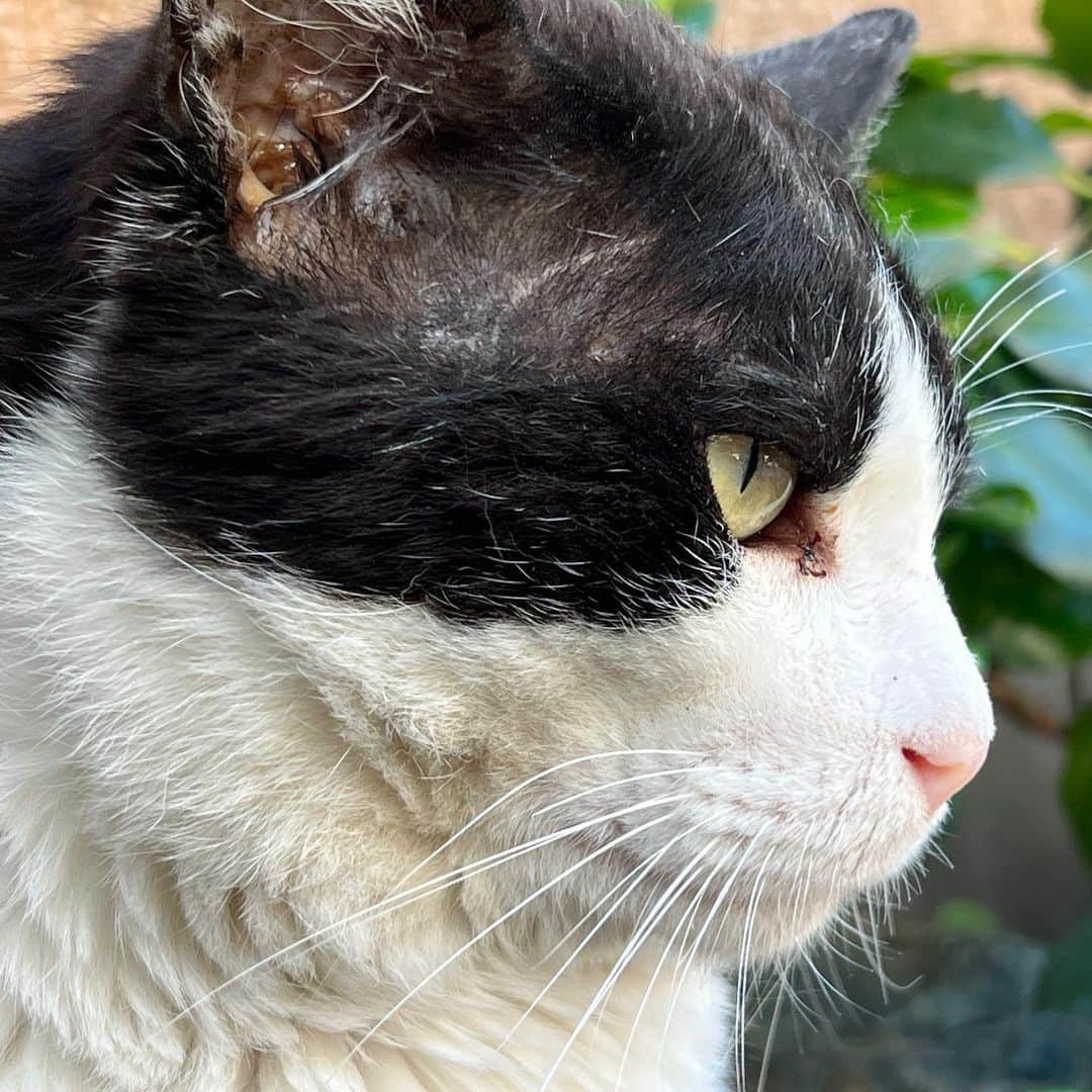 Kachimo Yoshimatsuのインスタグラム：「おはようイカスミ Good Morning Ikasumi 今日は良い天気の埼玉県地方です。  #うちの猫ら #猫 #ねこ #ニャンスタグラム #にゃんすたぐらむ #ねこのきもち #ikasumi #cat #ネコ #catstagram #ネコ部 http://kachimo.exblog.jp」