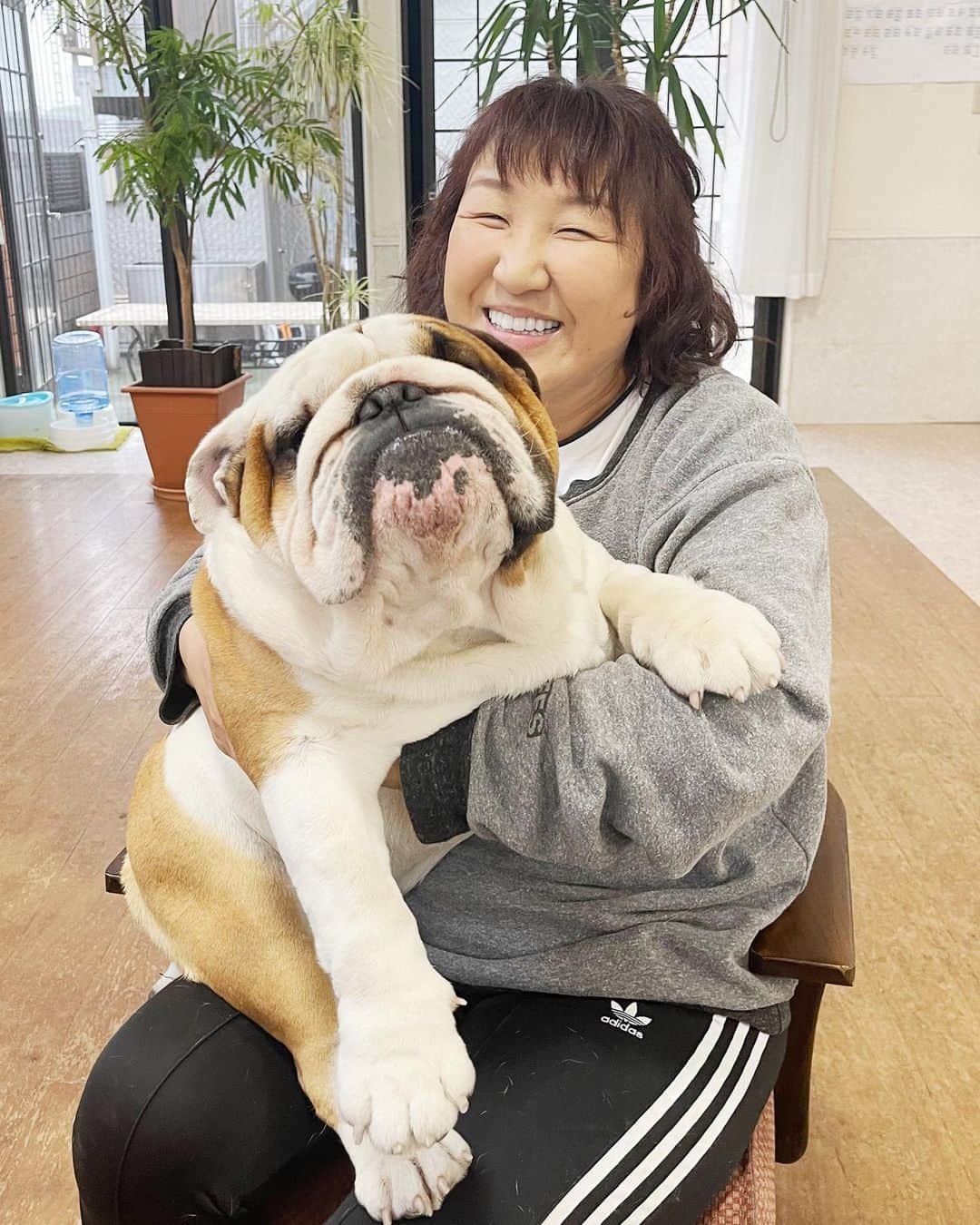 北斗晶さんのインスタグラム写真 - (北斗晶Instagram)「うちの✨でんでん✨ デッカいでしょう〜😊❓  男の子だから デッカくて重たくて 可愛い❤️  @corazon_hokuto  @tuna_jpn  #愛犬  #ブルドック  #でんでん #抱っこ」5月16日 10時13分 - hokutoakira_official