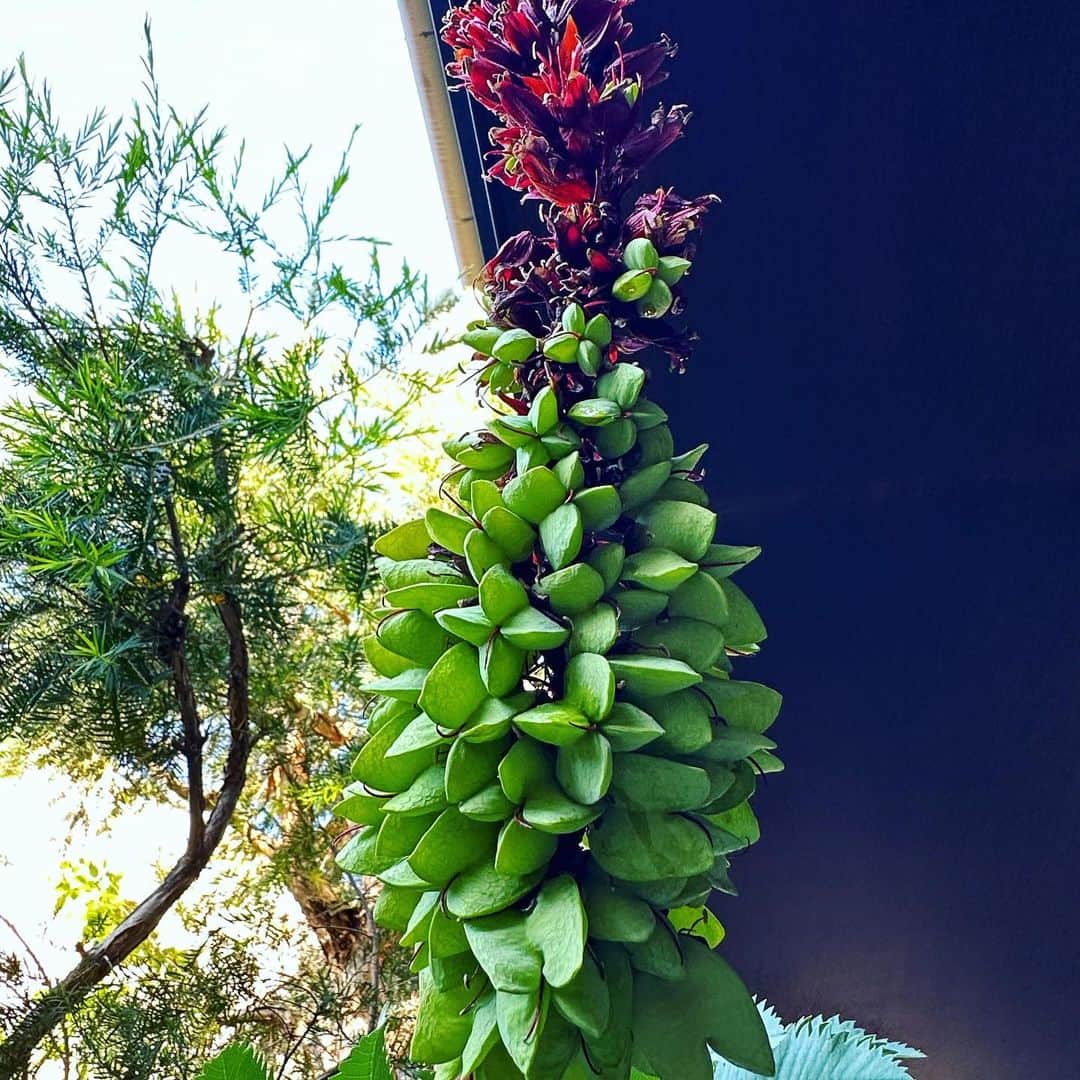 馬場俊英さんのインスタグラム写真 - (馬場俊英Instagram)「メリアンサスマヨールにたくさんの種。植える場所がありませんが😅  #melianthusmajor」5月16日 10時14分 - babatoshihide