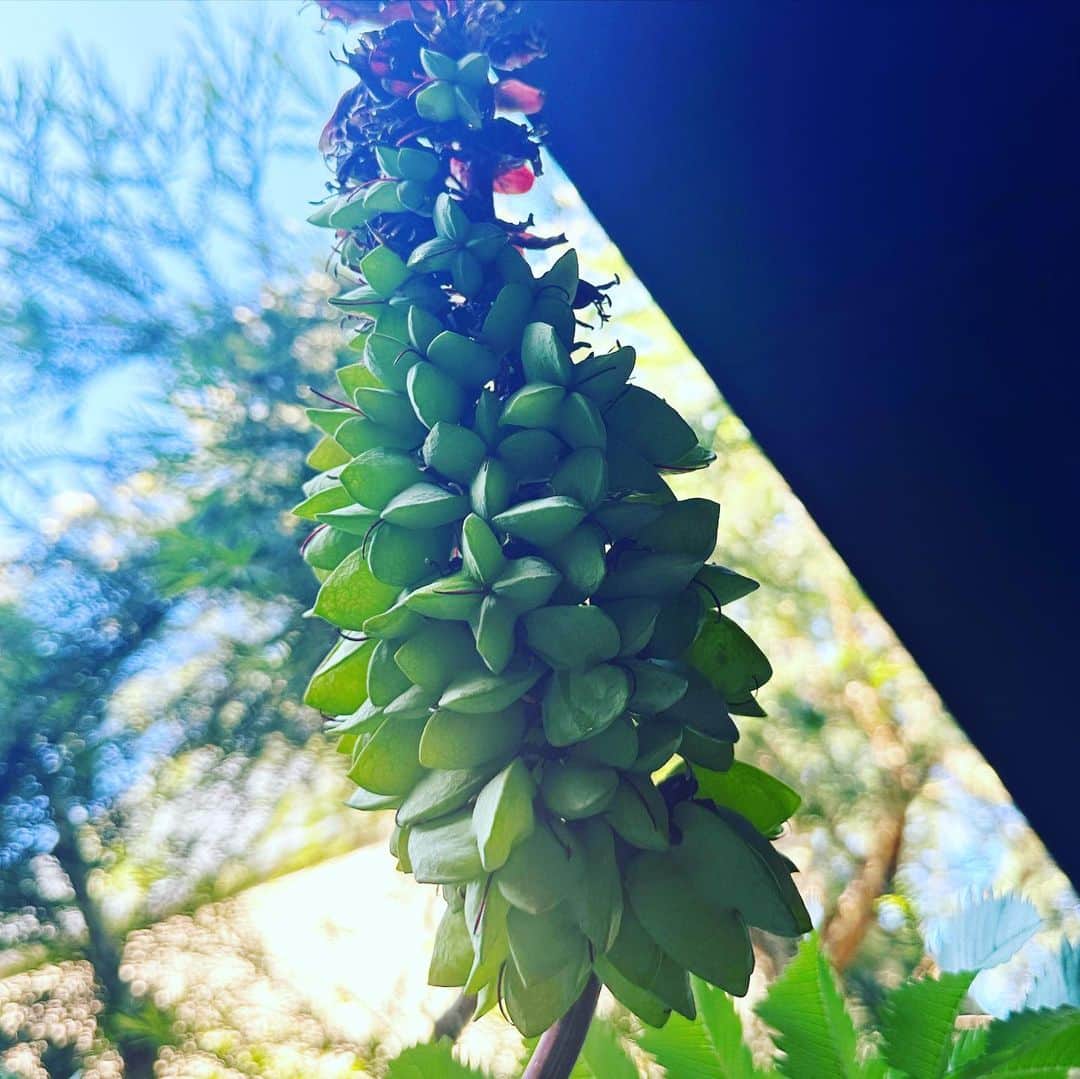 馬場俊英のインスタグラム：「メリアンサスマヨールにたくさんの種。植える場所がありませんが😅  #melianthusmajor」