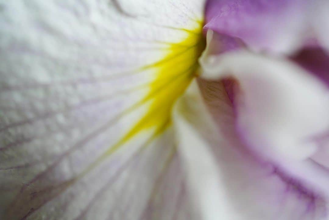 前田有紀さんのインスタグラム写真 - (前田有紀Instagram)「ぽんぽんっと丸っこい花が多い春に比べて、5月はなんだか大人っぽい造形の大ぶりの花が多くて、その立体感に吸い込まれそうになる。 市場に立ち並ぶのもどんどん初夏へと進んでいる。  #iris」5月16日 10時15分 - yukimaeda0117