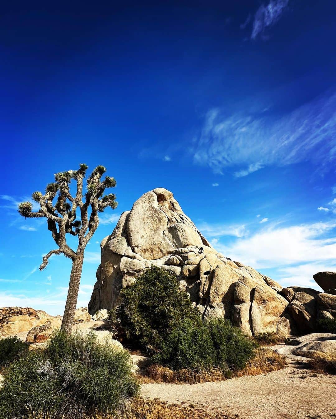 カリフォルニアスタイルのインスタグラム：「Joshua tree Nat. park いつ来ても気持ち良し❗️ 陽が傾いて来たら、途端に風も涼しくなって、イイ感じ。  #californiastyle #california #カリフォルニア工務店 #joshuatree #nationalpark」