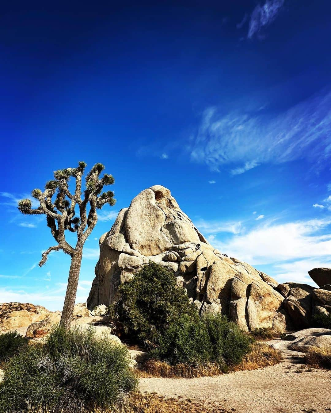 カリフォルニアスタイルさんのインスタグラム写真 - (カリフォルニアスタイルInstagram)「Joshua tree Nat. park いつ来ても気持ち良し❗️ 陽が傾いて来たら、途端に風も涼しくなって、イイ感じ。  #californiastyle #california #カリフォルニア工務店 #joshuatree #nationalpark」5月16日 10時15分 - cal__style