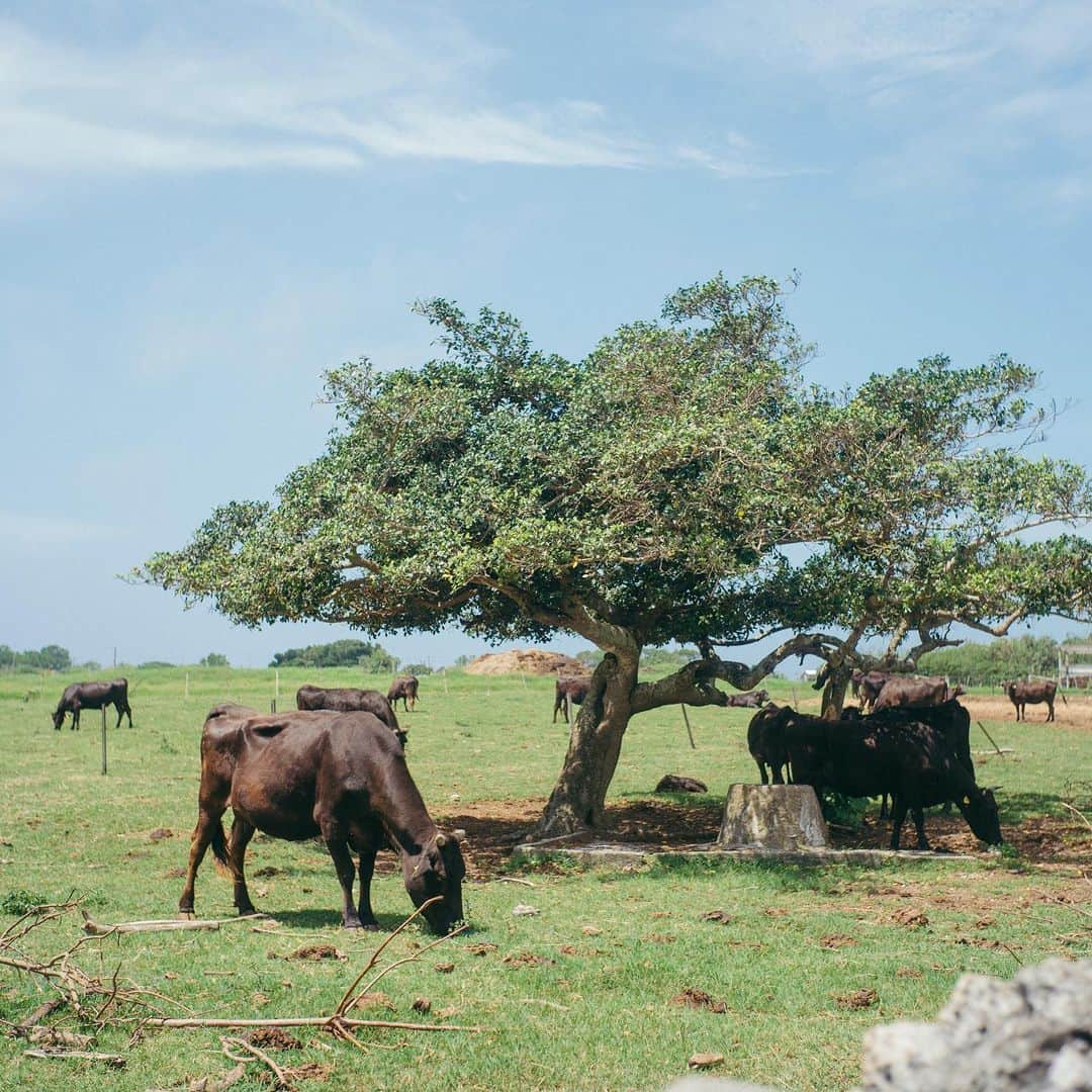 Naokoさんのインスタグラム写真 - (NaokoInstagram)「kuroshima 黒島にて。  * 石垣港から島々を巡った今回の旅。 まずは黒島へ。  手付かずの自然が多く残り、のんびーり自転車で島内を散策するのが楽しかった！  人口よりも牛の数が多いらしく、どこにでも牛がいた。  石垣牛とは違い、黒島の牛は黒毛和牛で特別な牛なんだとか。  のんびーり草を喰んでいて環境がとても良かった。  #八重山諸島 #黒島」5月16日 10時41分 - chiaoking