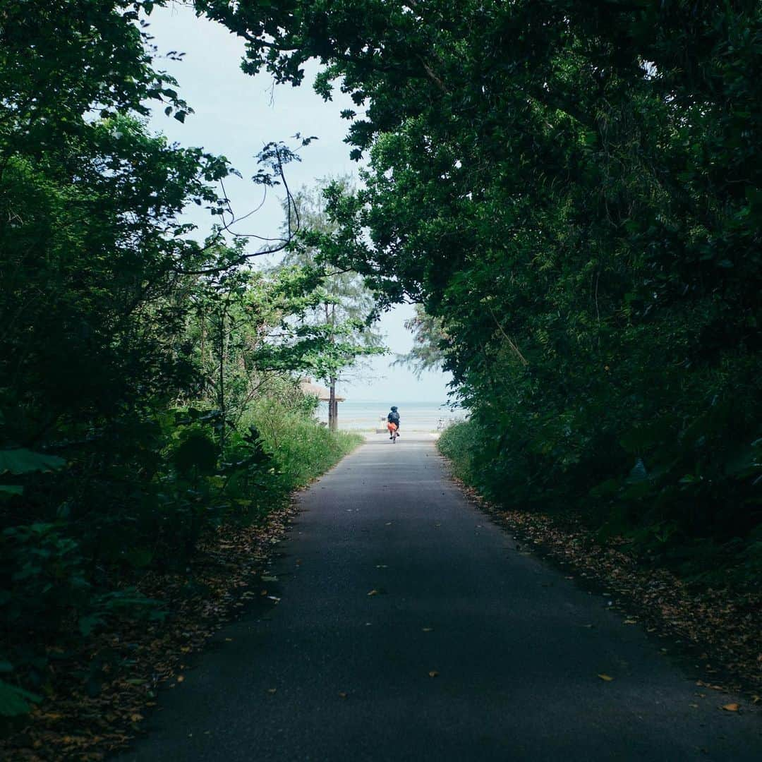 Naokoさんのインスタグラム写真 - (NaokoInstagram)「kuroshima 黒島にて。  * 石垣港から島々を巡った今回の旅。 まずは黒島へ。  手付かずの自然が多く残り、のんびーり自転車で島内を散策するのが楽しかった！  人口よりも牛の数が多いらしく、どこにでも牛がいた。  石垣牛とは違い、黒島の牛は黒毛和牛で特別な牛なんだとか。  のんびーり草を喰んでいて環境がとても良かった。  #八重山諸島 #黒島」5月16日 10時41分 - chiaoking