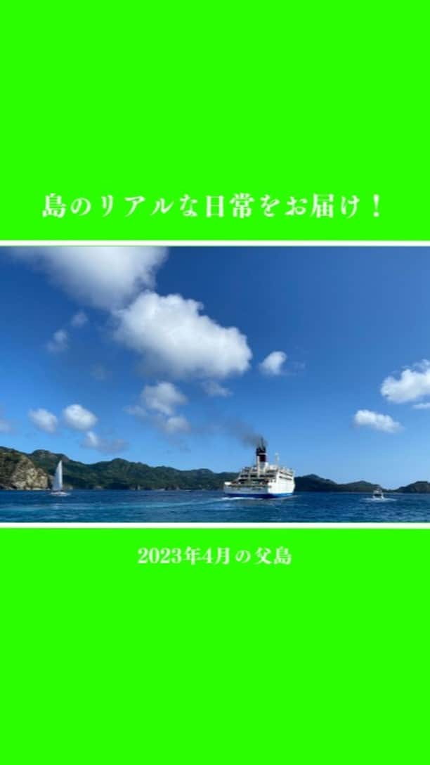 小笠原村観光協会のインスタグラム：「【島の日常をお届け！】2023年4月の父島  小笠原諸島の父島の生活ってどうなの？ 観光の楽しみ方は？ 月ごとの小笠原はどんな感じなの？  そんな様々な疑問にお答えできるように、父島の日常やイベントなどをお届けするこの企画！ 今回は「2023年4月の父島」をお届けします！！  4月は、 春になりました アカガシラカラスバト 出会いと別れのシーズン ヨットレースがありました などがありました😃  #小笠原  #小笠原諸島  #父島  #ogasawara  #boninisland  #ogasawaraisland  #島暮らし  #小笠原の日常  #離島暮らし  #ここも東京  #船で24時間  #あかぽっぽ  #アカガシラカラスバト  #くろぽっぽ  #おがさわら丸  #海  #海水浴  #シュノーケリング  #ダイビング  #diving  #海のある生活  #boninblue  #ボニンブルー  #アオウミガメ  #ザトウクジラ  #ホエールウォッチング  #whale  #ヨット #ogasawalove  #4月の小笠原」