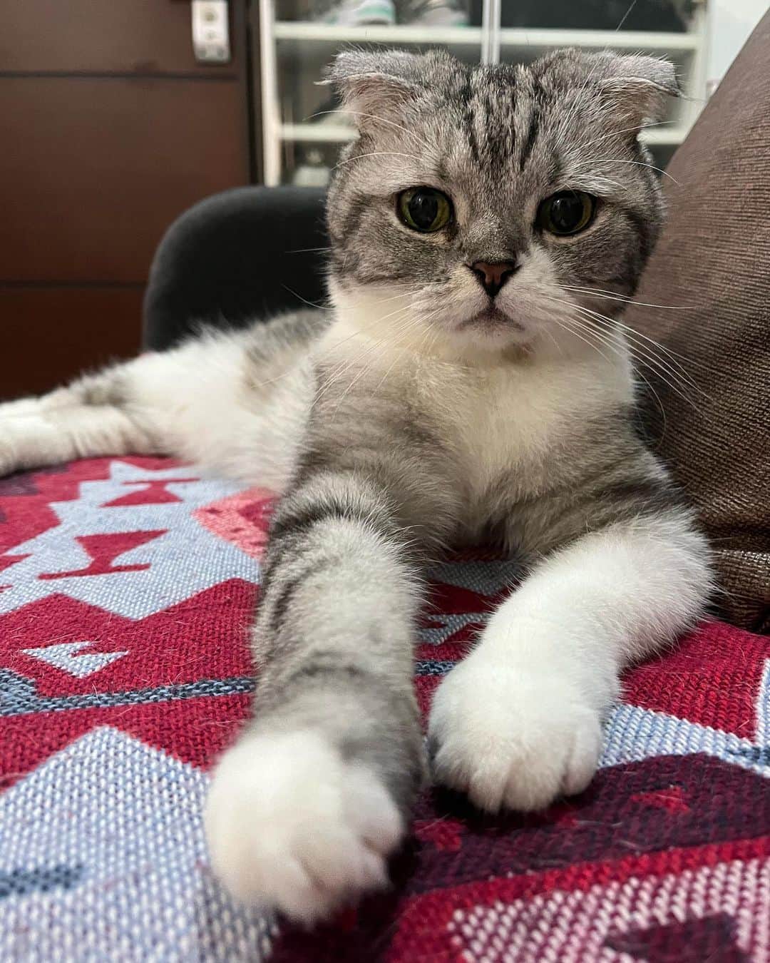 KATSUOのインスタグラム：「朝はママと🍠を食べるのにハマってるヨ  #cat#cats#catsofinstagram#catstagram #katsuo#猫#ねこ」