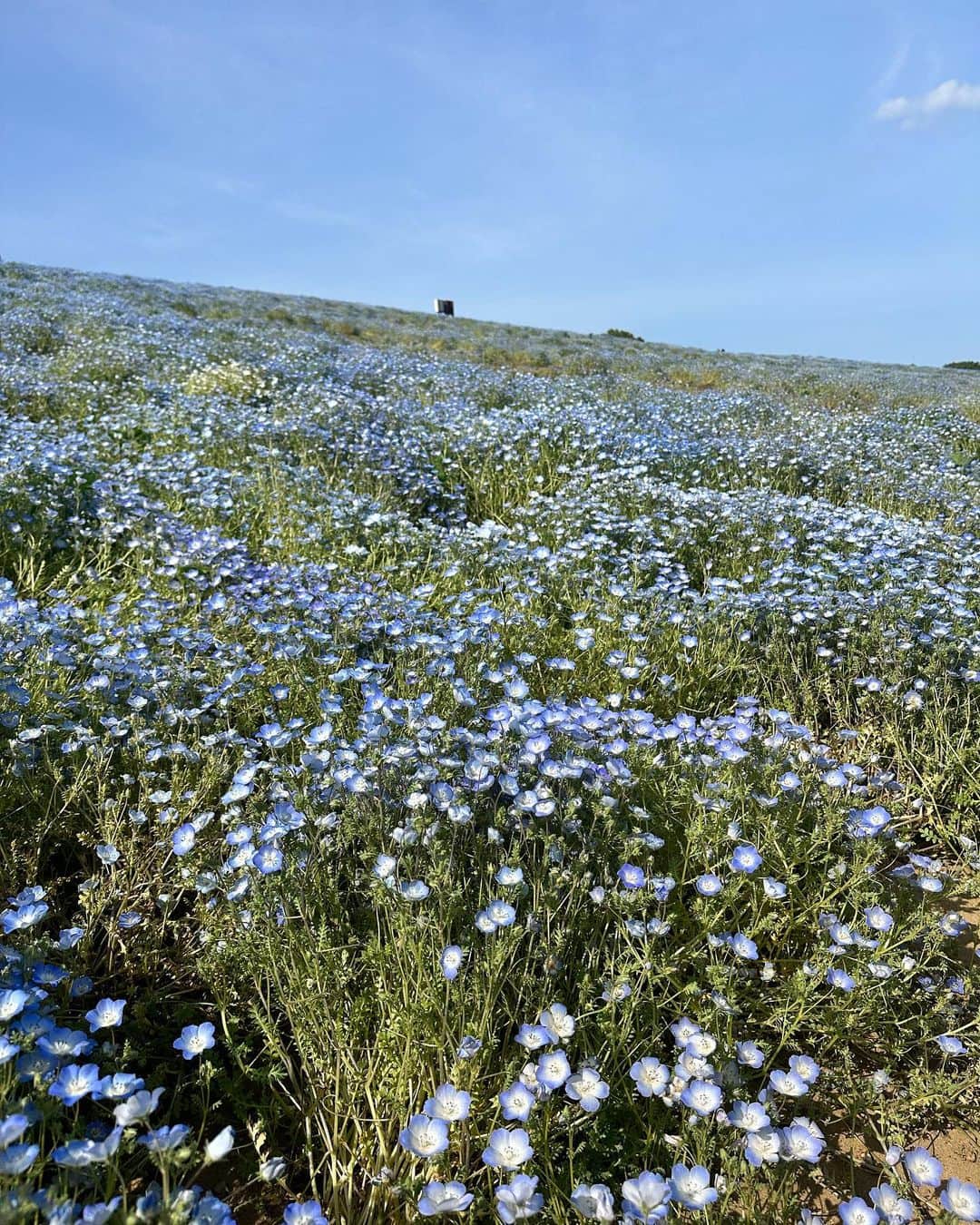 村上麻衣さんのインスタグラム写真 - (村上麻衣Instagram)「お花畑🌷🌼🌸  向こうに見える水色はネモフィラ🩵  こちらはiPhone14proのノーマルカメラです。  . . . 今日は昨日までと打って変わって、すっきり晴れて暖かいですね☀️ 寒いの苦手なので嬉しいです。  早く夏にならないかなぁ🥰 海に行きたい。 プールに入りたい。 皆さま今日もお元気でね。  #お花 #お花畑 #綺麗 #flowers#smile」5月16日 11時26分 - maimaisue