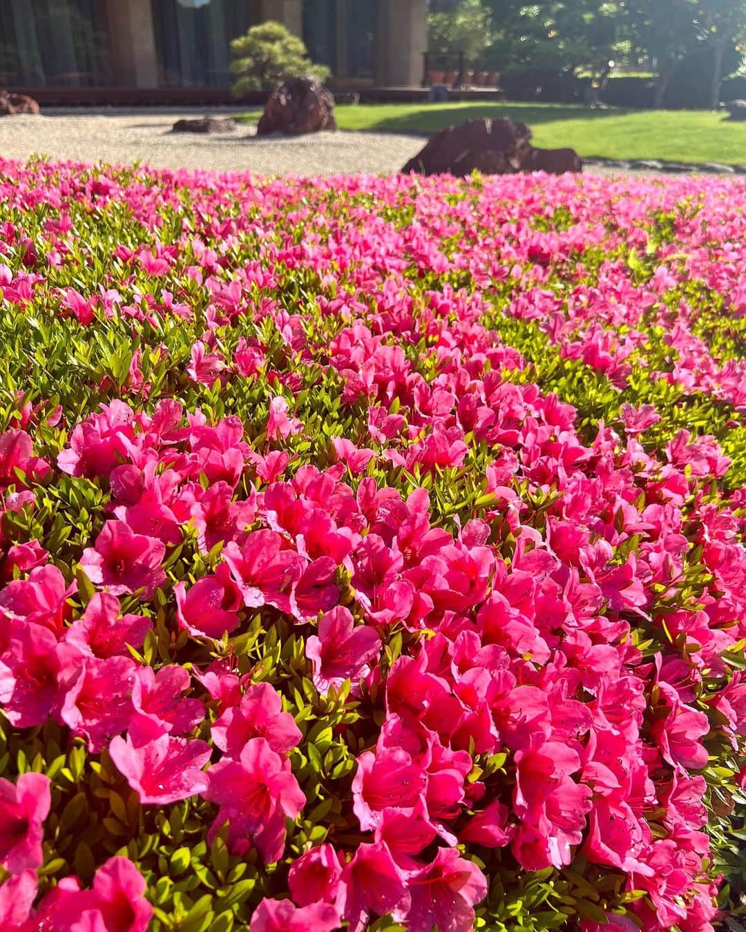 ホテル ニューオータニさんのインスタグラム写真 - (ホテル ニューオータニInstagram)「The sun is finally shining in Tokyo. In our Japanese Garden the Satsuki Azaleas are at their peak now.  東京では、久しぶりの晴天となりました。日本庭園の #サツキ が見ごろを迎えています。  #satsuki #azalea #日本庭園　 #japanesegarden #japnesegardens #tokyo #japan #tokyotrip  #tokyotravel #tokyohotel  #virtualtour #japanbeauty #forbestravelguide #futuretravelguide #thepreferredlife #ホテルニューオータニ #ニューオータニ #hotelnewotani #newotani #赤坂見附 #赤坂#四ツ谷 #紀尾井町  #akasaka #yotsuya  #ホテル #東京ホテル #ホテルステイ」5月16日 11時51分 - hotelnewotanitokyo