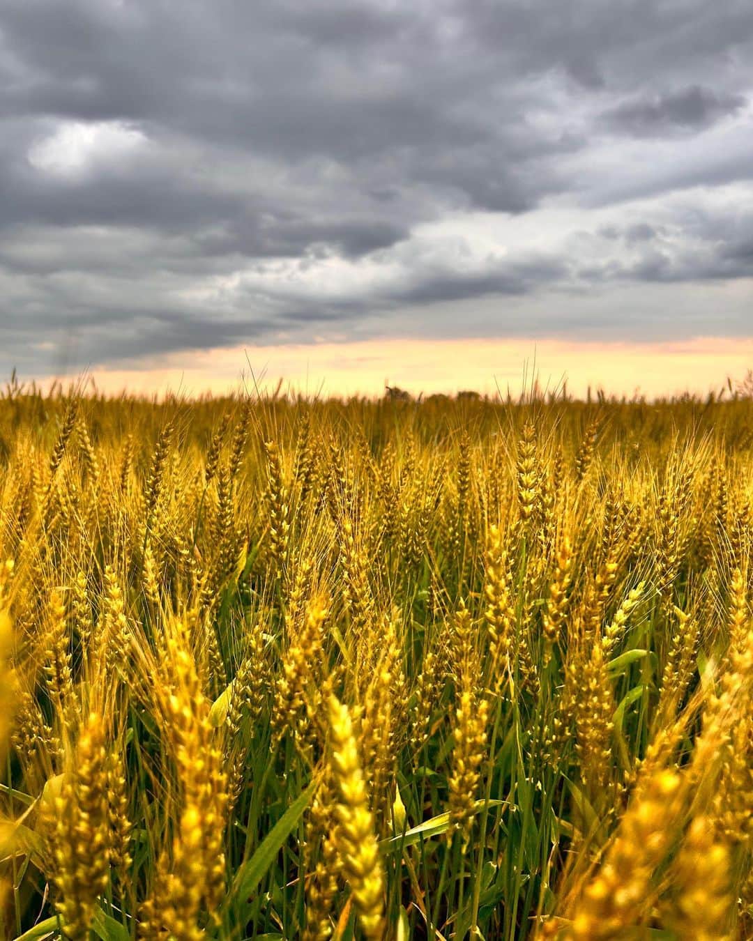 豊大槻さんのインスタグラム写真 - (豊大槻Instagram)「撮影: iPhone ・ ・ 麦秋... 6月には収穫なのかな？ ・ ・ 稲や麦の穂が風に揺れている景色 好きだな〜 __________  #麦秋  #自然  #風景  #麦畑  #癒し  #シネマティクモード  #映像クリエーター  #映像制作  #ビデオ  #ムービー  #カメラマン  #wheat  #photographer  #healing  #nature  #view  #landscape  #moviecreator  #field  #cinematic  #cameraman  #videogram  #photo  #photography」5月16日 12時06分 - yutakachi