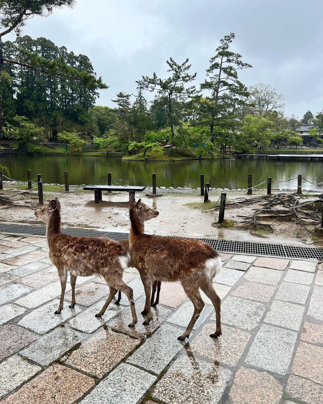 渡邊啓太さんのインスタグラム写真 - (渡邊啓太Instagram)「🦌☀️  ———  なら散策🚶  ——— 先月、母が大阪に🌿 要望通り、奈良へ‼︎  友人が教えてくれたお店でランチ 母も食べてるうちにみるみる元気になっていくのが分かる食事🍽️  奈良散策で良いエネルギーを沢山頂きました！ 氣が合うきがする！☺︎  ---------- #奈良 #散策 #奈良観光 #奈良ランチ #パワースポット #お寺 #神社 #御朱印 #母 #ありがとう #プライベート #オフ #アスリート #スポーツ選手 #シーズンオフ」5月16日 12時01分 - kwatanabe18