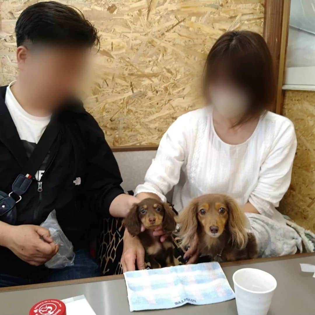 くるみんのインスタグラム：「* GW初日の29日、妹家と千葉にお出かけしてきました。 ひまりちゃん、初のロングドライブだけど休憩も入れたりして酔うこと無かった。 トイレは車の中でシートを敷いたらちゃーんとそこでしてくれるし。 無事にワン子入店OKのお店に到着。 入店時に検温があったのだけど、店員さん「じゃ、一応ワンちゃんも検温ねー」ってあずきの額に、ひまりはバッグ越しに(笑)ピッとしてくれました😆  メニューは海鮮系の丼やフライなども色々あったよ  ※注意を払ってお出かけしました  #カニンヘンダックスの日常 #カニンヘンダックスフンドの日常 #カニンヘンダックスフンド #カニンヘンダックスフント #カニンヘンダックスフンドチョコタン #カニンヘン #カニンヘンダックス #カニンヘン多頭飼い #カニンヘンの会 #チョコタンダックスフント #チョコタンダックスフンド #チョコタンダックス #チョコタン #ダックス多頭飼い #ダックスフントカニンヘン #ダックスフント #ダックスフンド #ダックス #ダックスの日常 #ダックスパピー #ダックスフンドカニンヘン #ダックス部 #ダックス短足部 #いぬばか部 #いぬすたぐらむ #短足部 #千葉 #ペット同伴可 #dachshund #dachs」
