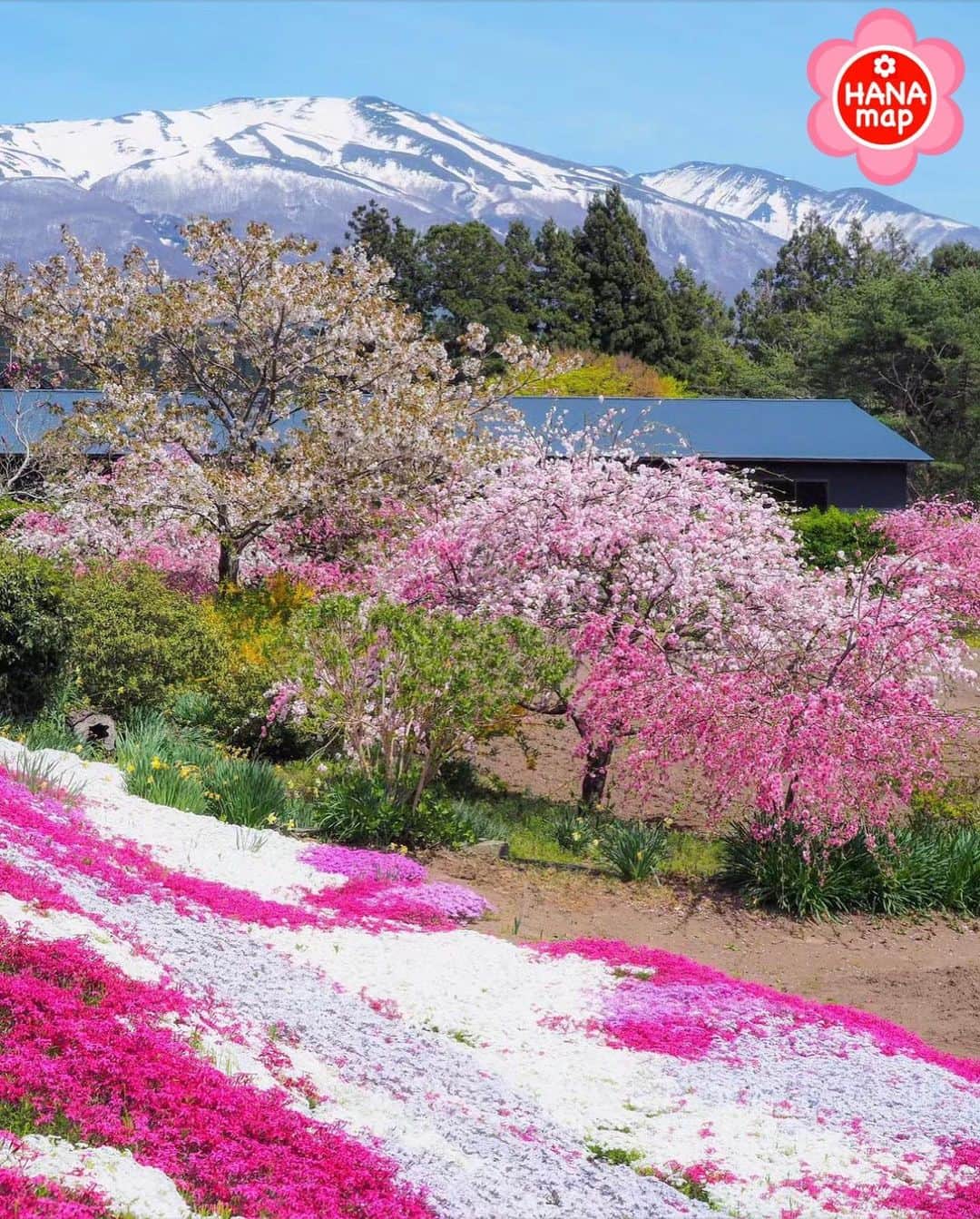 はなまっぷ❁日本の花風景さんのインスタグラム写真 - (はなまっぷ❁日本の花風景Instagram)「🌸はなまっぷ🌸 *  @shun.rr854 さんの 花のある風景に花まるを💮 * 鳥海山を望む長閑な春の風景をありがとうございます😊🌸 * #山形　#遊佐町　小野曽 Yuza, Yamagata Pref. * 🌼芝桜の花言葉📝🌼 合意、強調 * ※見頃が過ぎている花、終わっている花もご紹介させていただいています。 * 🌸•••🌸•••🌸•••🌸•••🌸•••🌸 * いつも素敵なお花をありがとうございます😊 #はなまっぷ #日本の美しい花風景#花のある風景#花#花言葉#花畑#春#芝桜#花桃#鳥海山#桃源郷 * 🌸••••••お知らせ••••••🌸 * 花風景検索サイト　はなまっぷ https://hanamap.com 🔍「はなまっぷ」または @hanamap プロフィール欄から ぜひご覧ください * 📖🌸📖🌸📖🌸📖🌸📖 四季の花々を訪ねていきたい にっぽんの花地図 好評発売中📘 📖🌸📖🌸📖🌸📖🌸📖」5月16日 12時16分 - hanamap