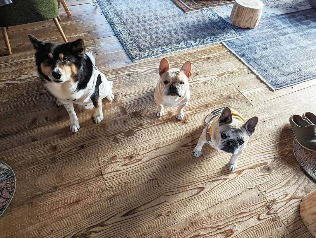 tamiのインスタグラム：「* #マッシュとレノンとブッチ *  ブッチの癖が強めだ寝集🐶  3枚目が激萌え🫰  * #犬との暮らし#犬のいる暮らし #愛犬のいる生活#犬のいる生活 #保護犬#里親#元保護犬#犬バカ部 #フレンチブルドッグ#雑種犬」